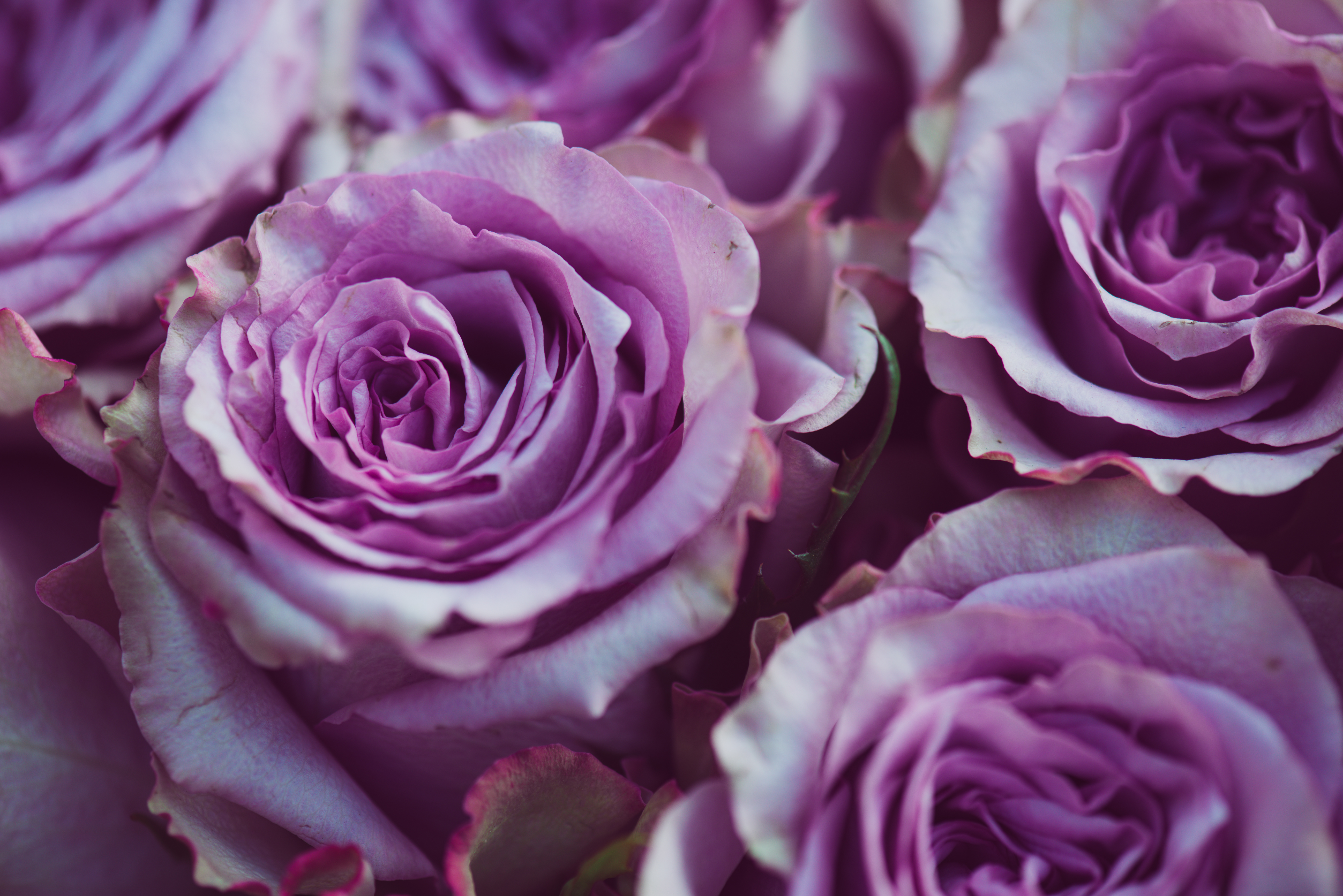 purple rose flower bouquet vintage background, close up of on purple roses background