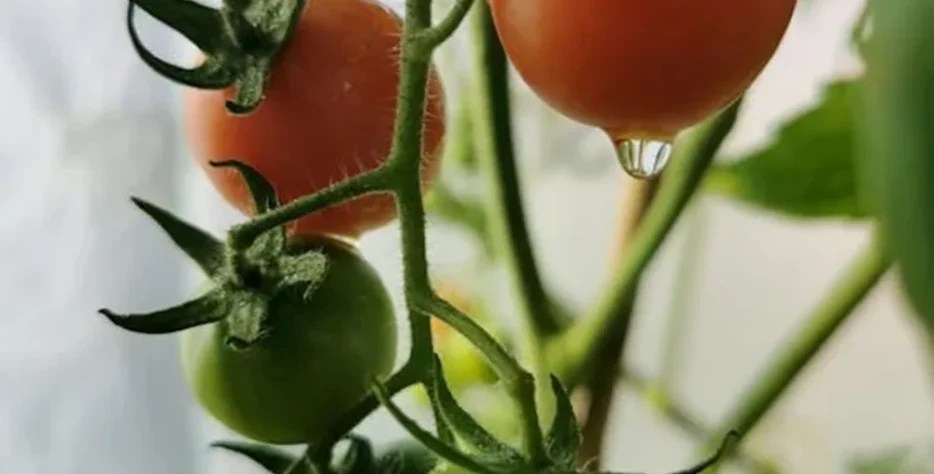 Organic farms avoid toxic inputs, improve soil health, grow clean, sustainable food that supports nature.