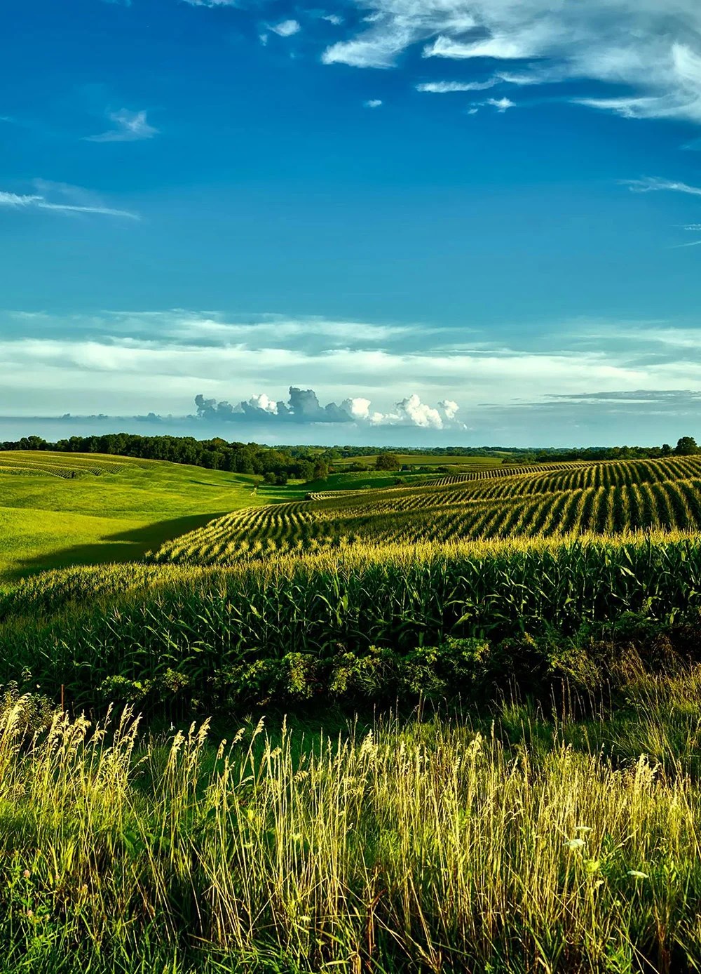 We grow fresh, organic produce using clean methods that protect nature, healthy food.