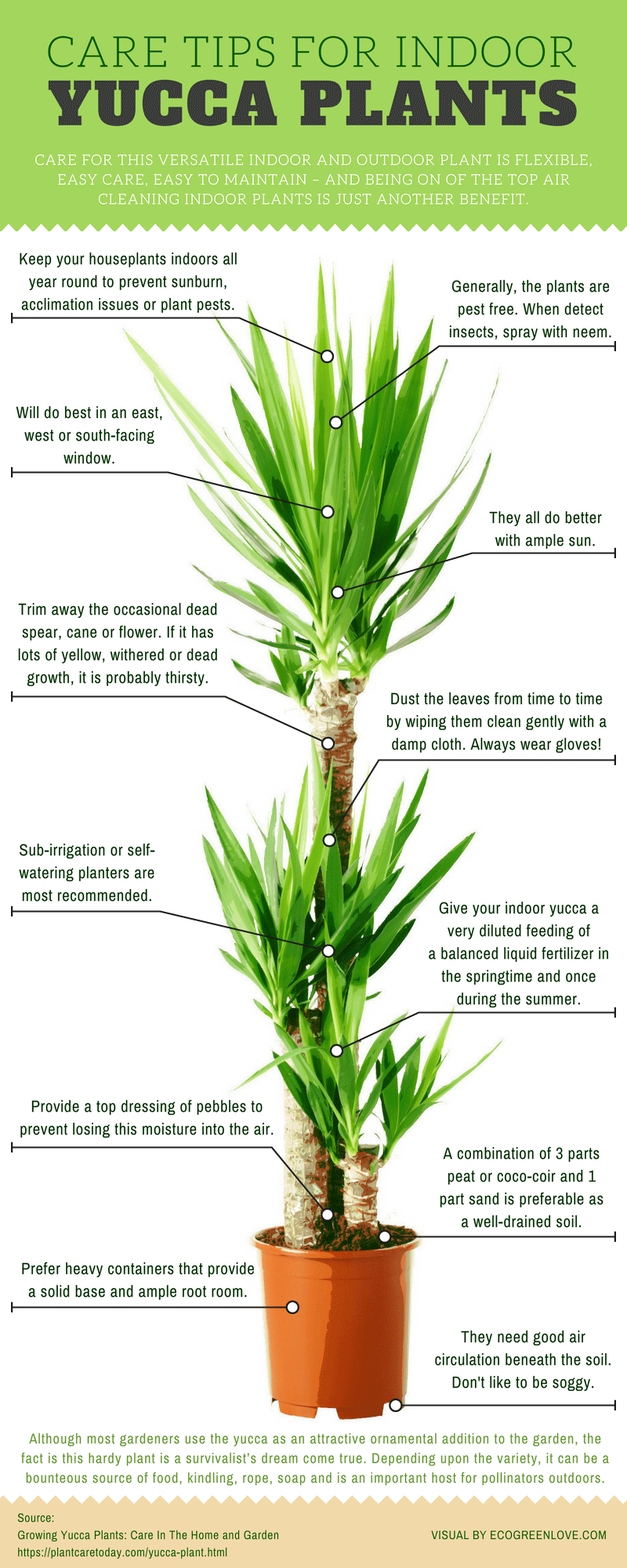 Caren white is a master gardener and instructor at home gardeners school. Growing Yucca Plants Infographic Ecogreenlove