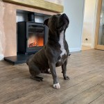 Dog and log burner