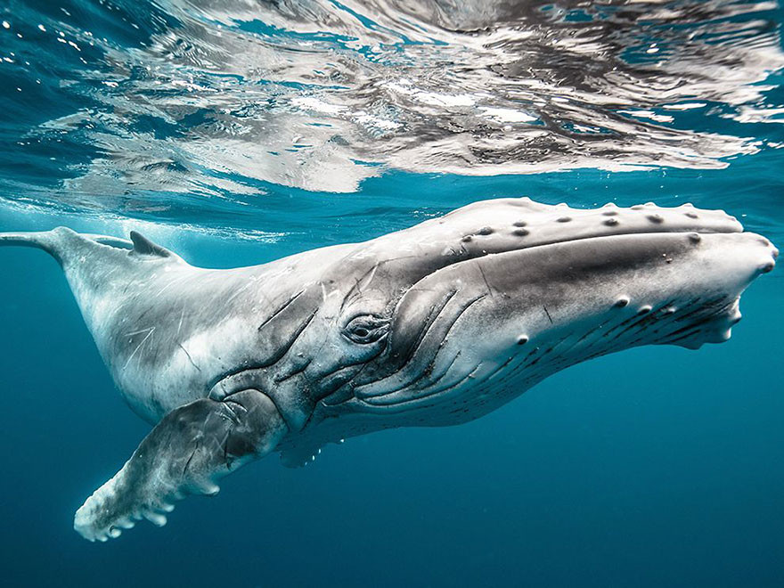 20 mejores fotos de la naturaleza de National Geographic