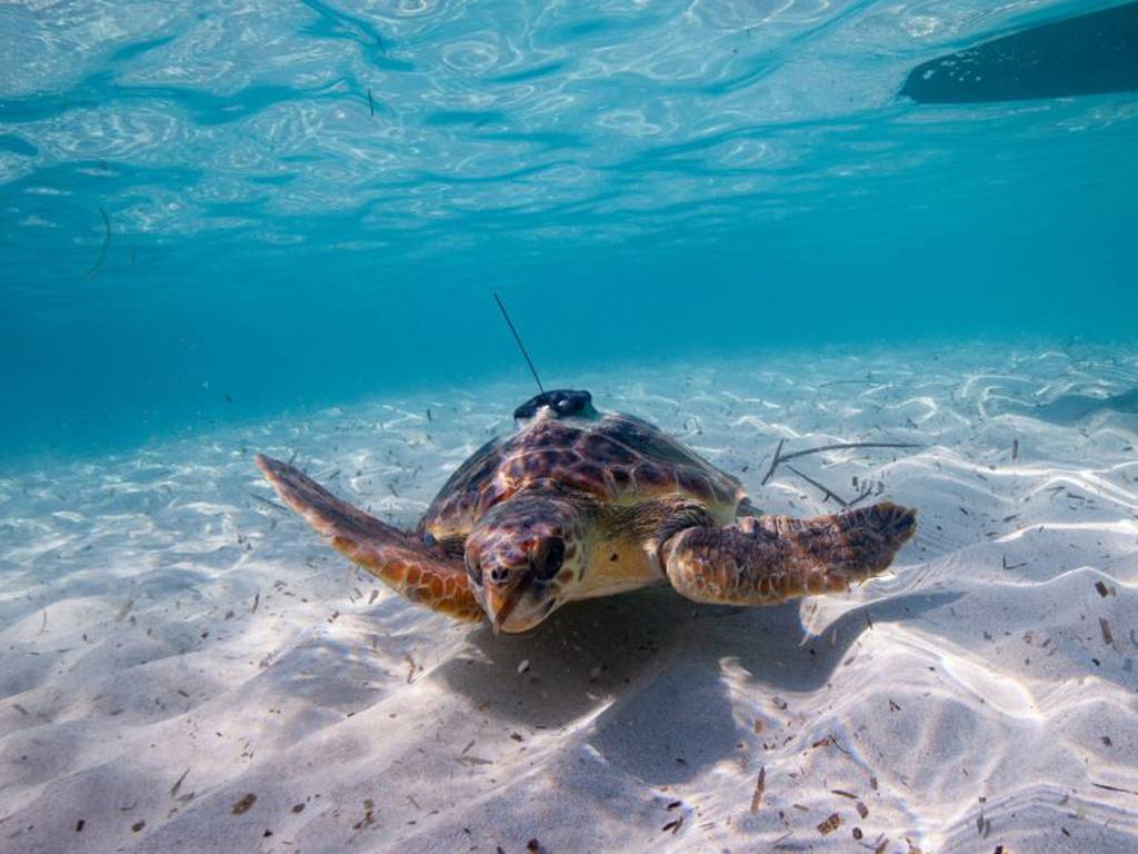 El increíble viaje de una tortuga atrapada en redes de pesca revela la pesadilla de la contaminación