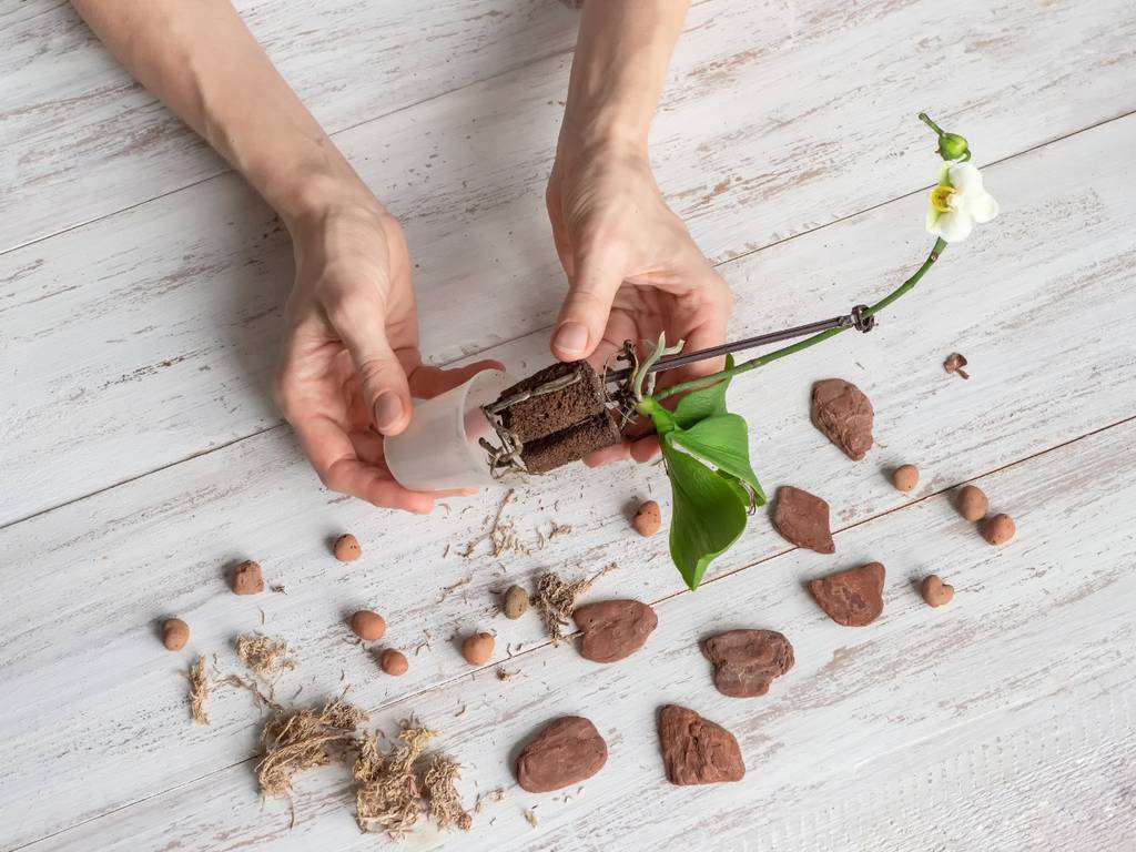 Cómo Cultivar Orquídeas En Casa Para Verlas Florecer Cómo cultivar orquídeas en casa para verlas florecer