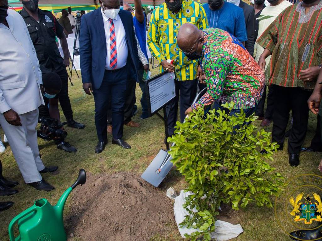 Día Verde de Ghana: ciudadanos plantan 5 millones de árboles (esperan alcanzar 100 millones)