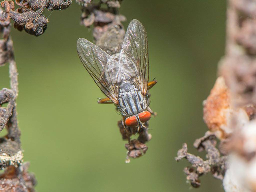 Los pinzones de Darwin están muriendo por una mosca vampiro