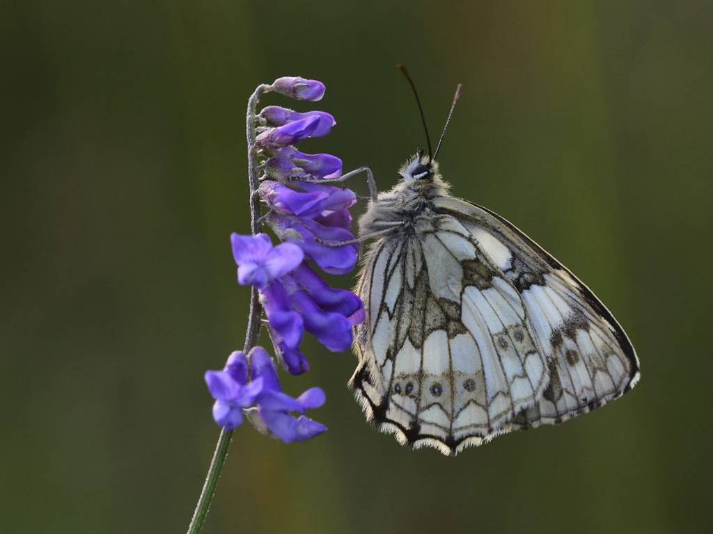 Insectos: la importancia de los guardianes del equilibrio natural