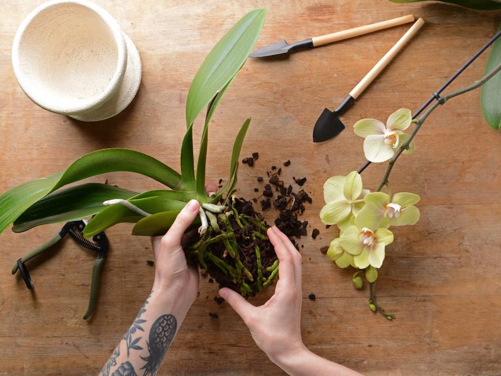 Cómo Cultivar Orquídeas En Casa Para Verlas Florecer Cómo cultivar orquídeas en casa para verlas florecer