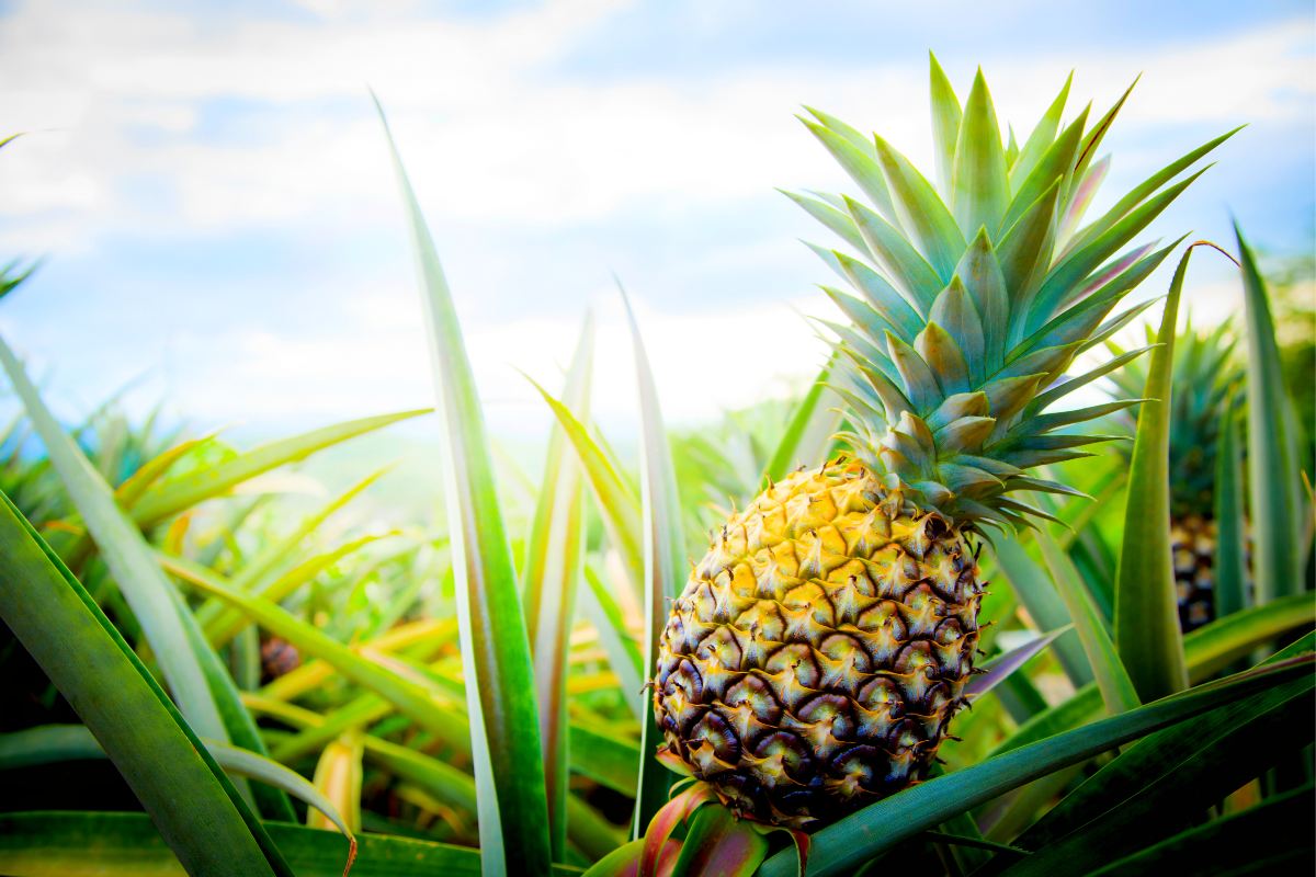 ¿Dónde crece la piña? No precisamente en árboles en Hawái