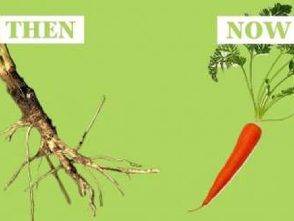 Así eran las frutas y verduras, la historia de una evolución forzada