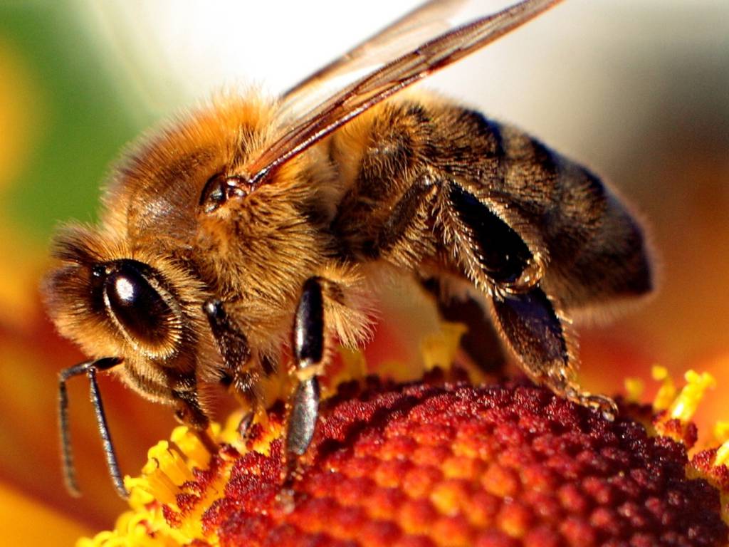 Monsanto compra compañía que investiga la desaparición de abejas por pesticidas