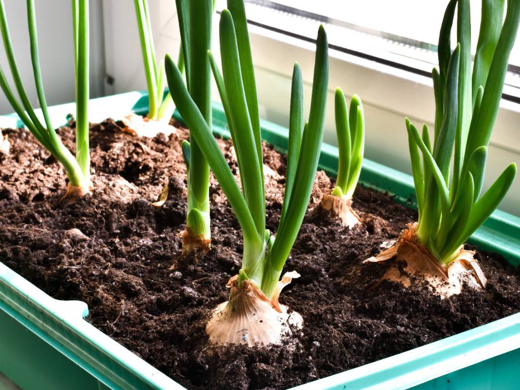 Cómo plantar cebollas en casa sin fallar en el intento