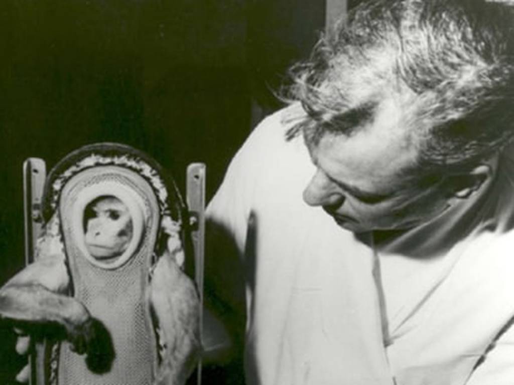 Los Animales Que Fueron Enviados Al Espacio En Nombre De La Ciencia Los animales que fueron enviados al espacio en nombre de la ciencia