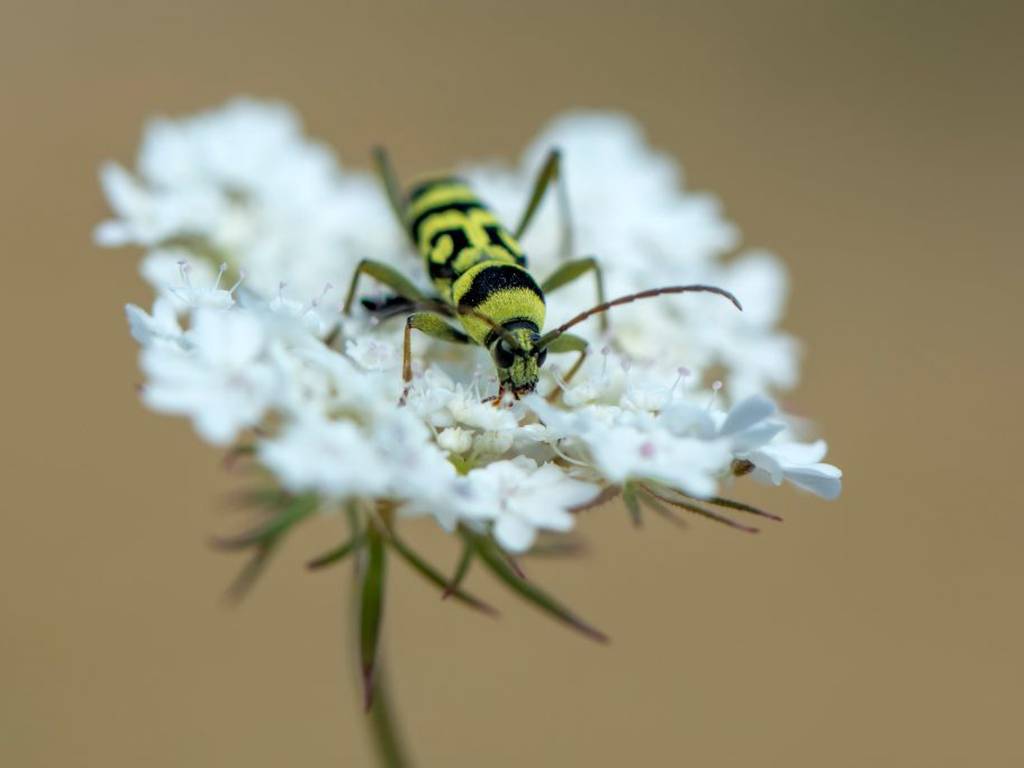 Insectos: la importancia de los guardianes del equilibrio natural