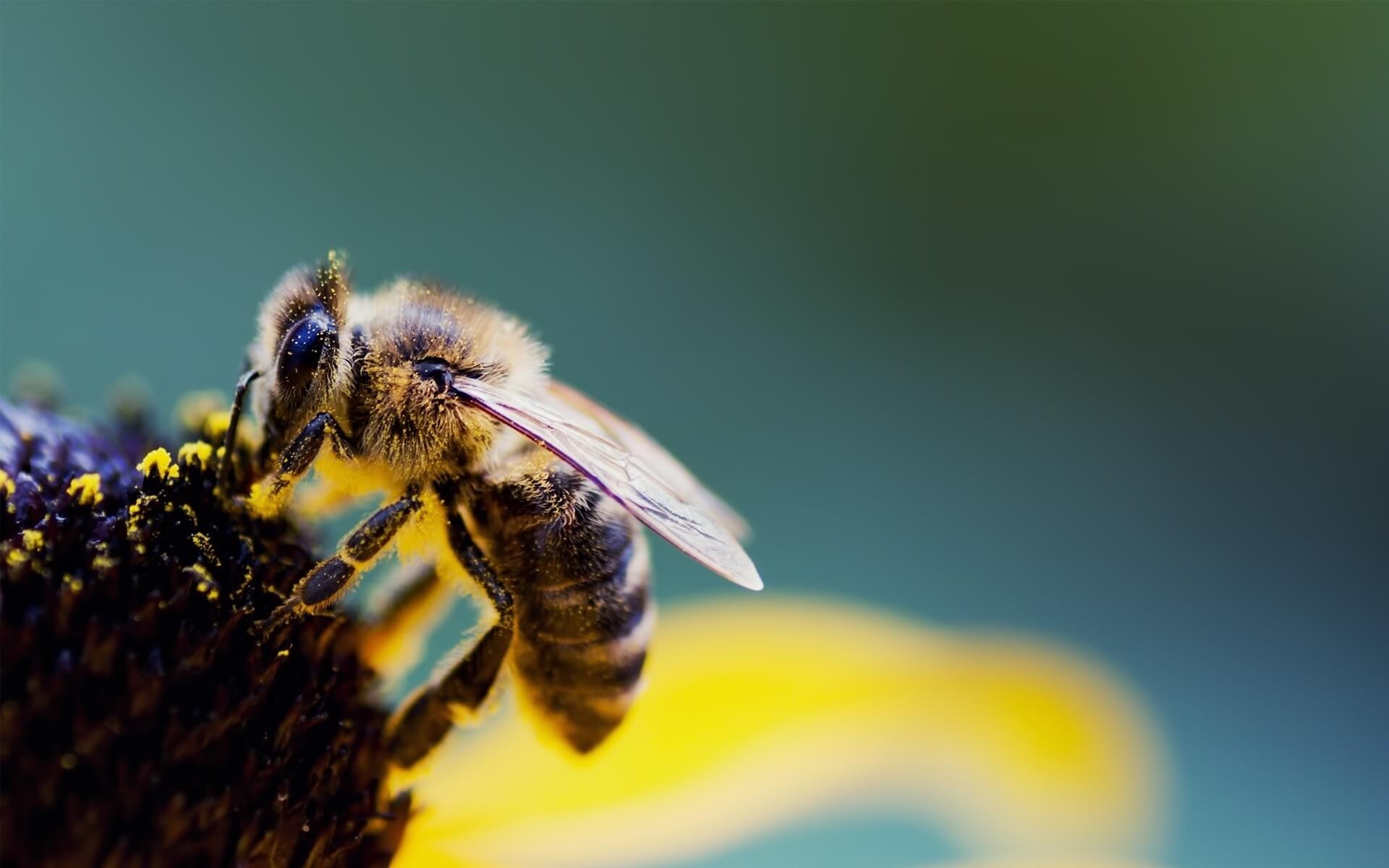 Las flores escuchan el zumbido de las abejas que las visitan