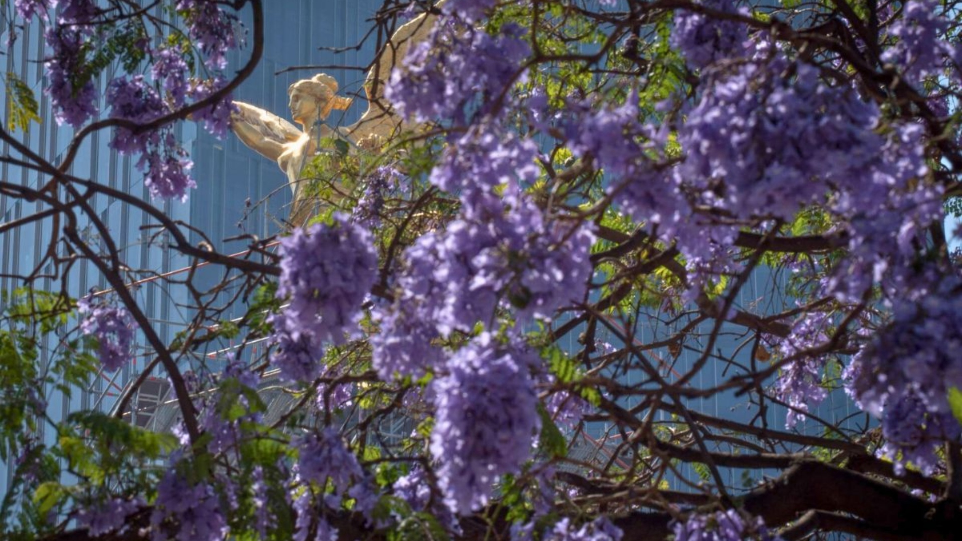 ¿Por qué las jacarandas están floreciendo en febrero? La razón climática que inquieta a científicos