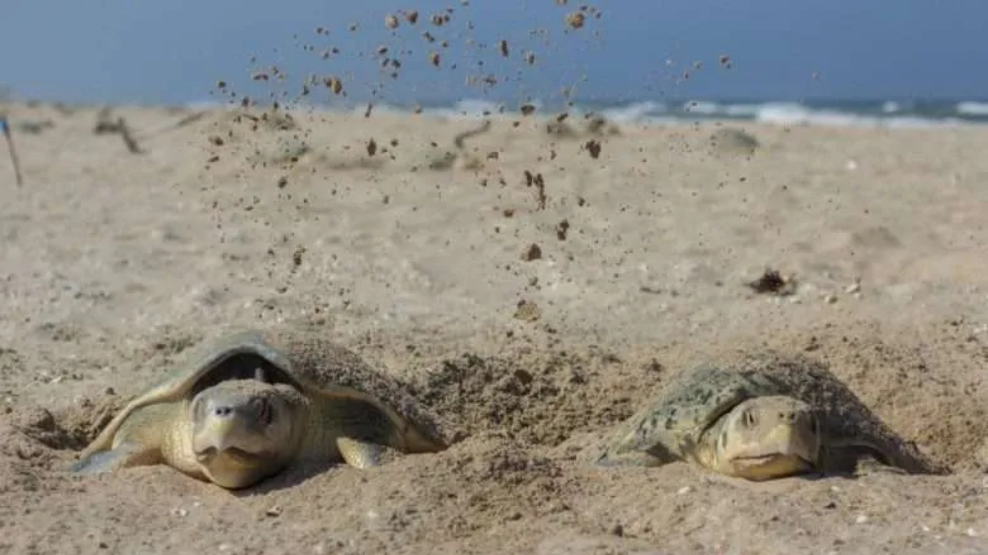 Temporada de reproducción en costas mexicanas: las especies que coinciden con la Semana Santa