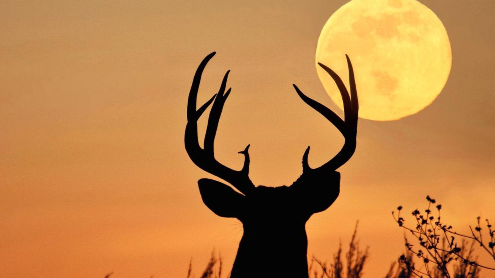Mucho más que una luna llena: el significado ancestral de la Luna del Ciervo que pocos conocen Mucho más que una luna llena: el significado ancestral de la Luna del Ciervo que pocos conocen
