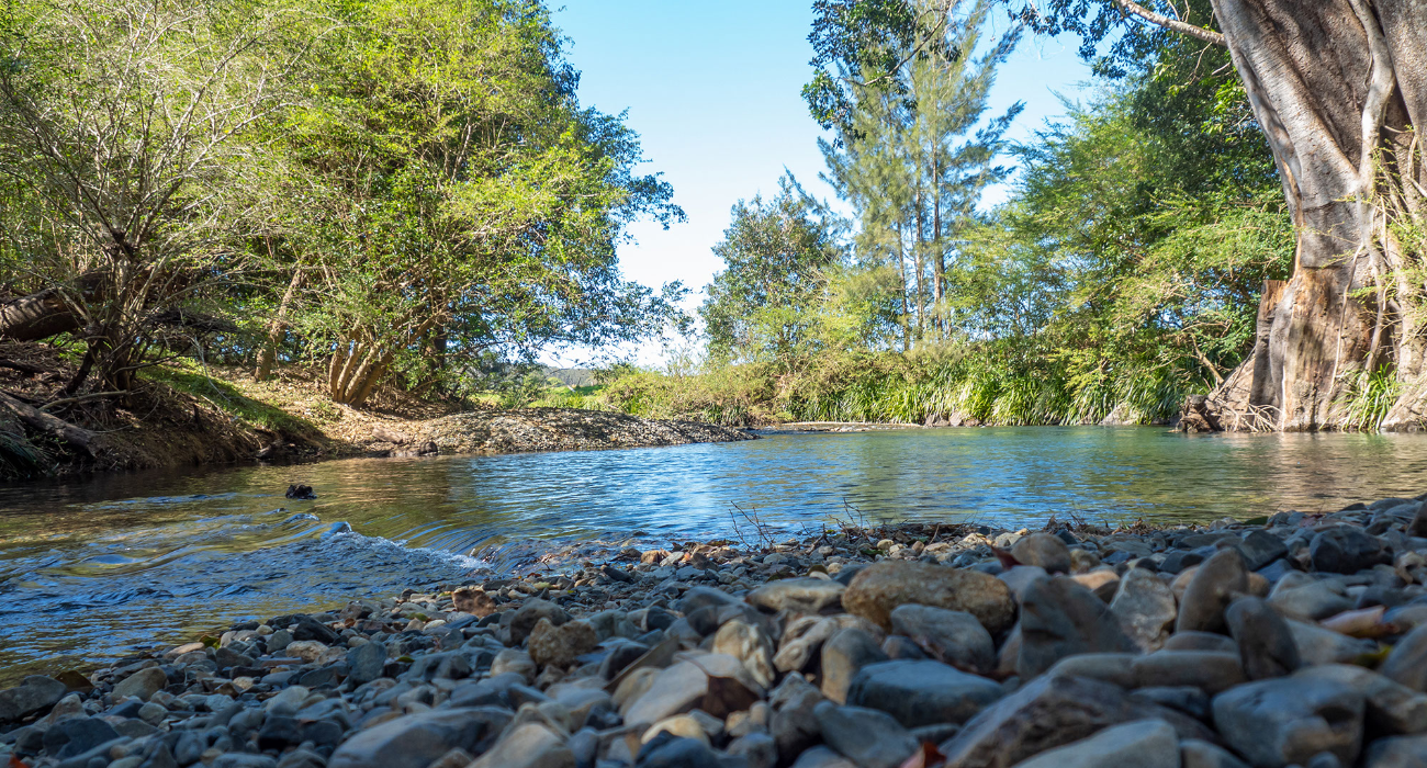 Mary River cod (Maccullochella mariensis) – Eco Risk Projector
