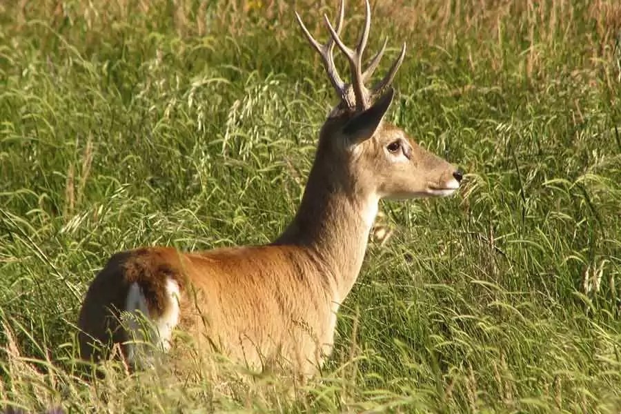 venado-de-las-pampas