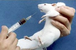 Resultado de imagen para experimentacion con medicamentos en el animal