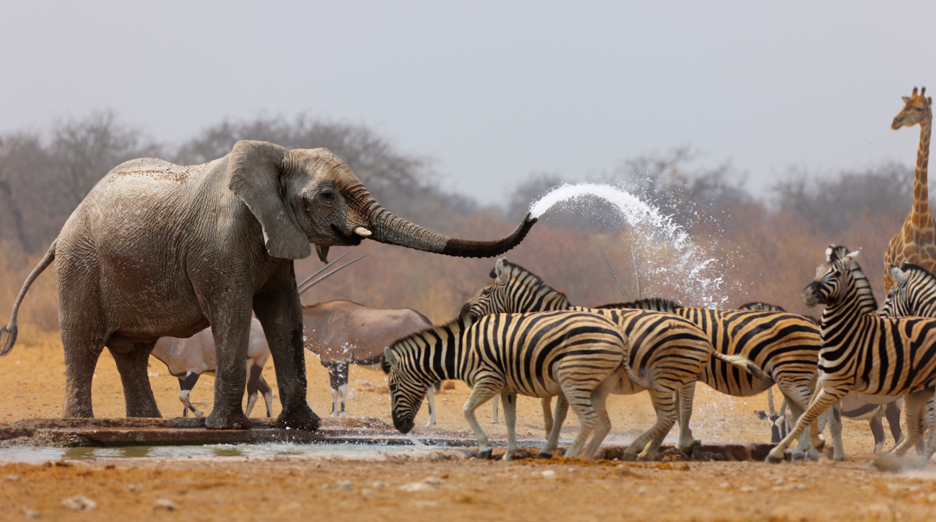 Elephant sprays water from its trunk toward a line of zebra at a waterhole in Etosha National Park, Namibia, with a giraffe and oryx nearby