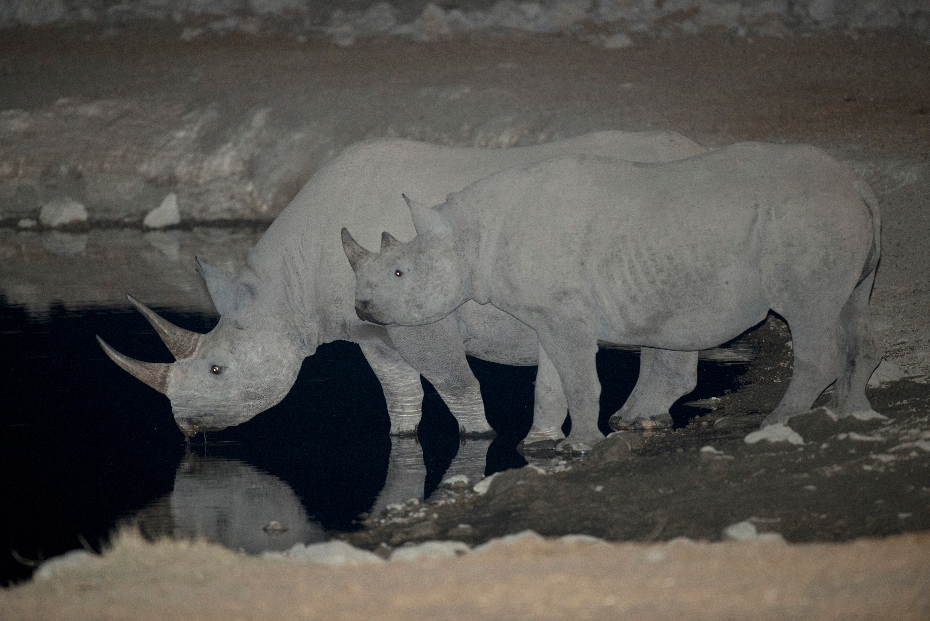 Two black rhinos drink from a floodlit waterhole at night, their horns and reflections visible in the dark water, Etosha National Park, Namibia