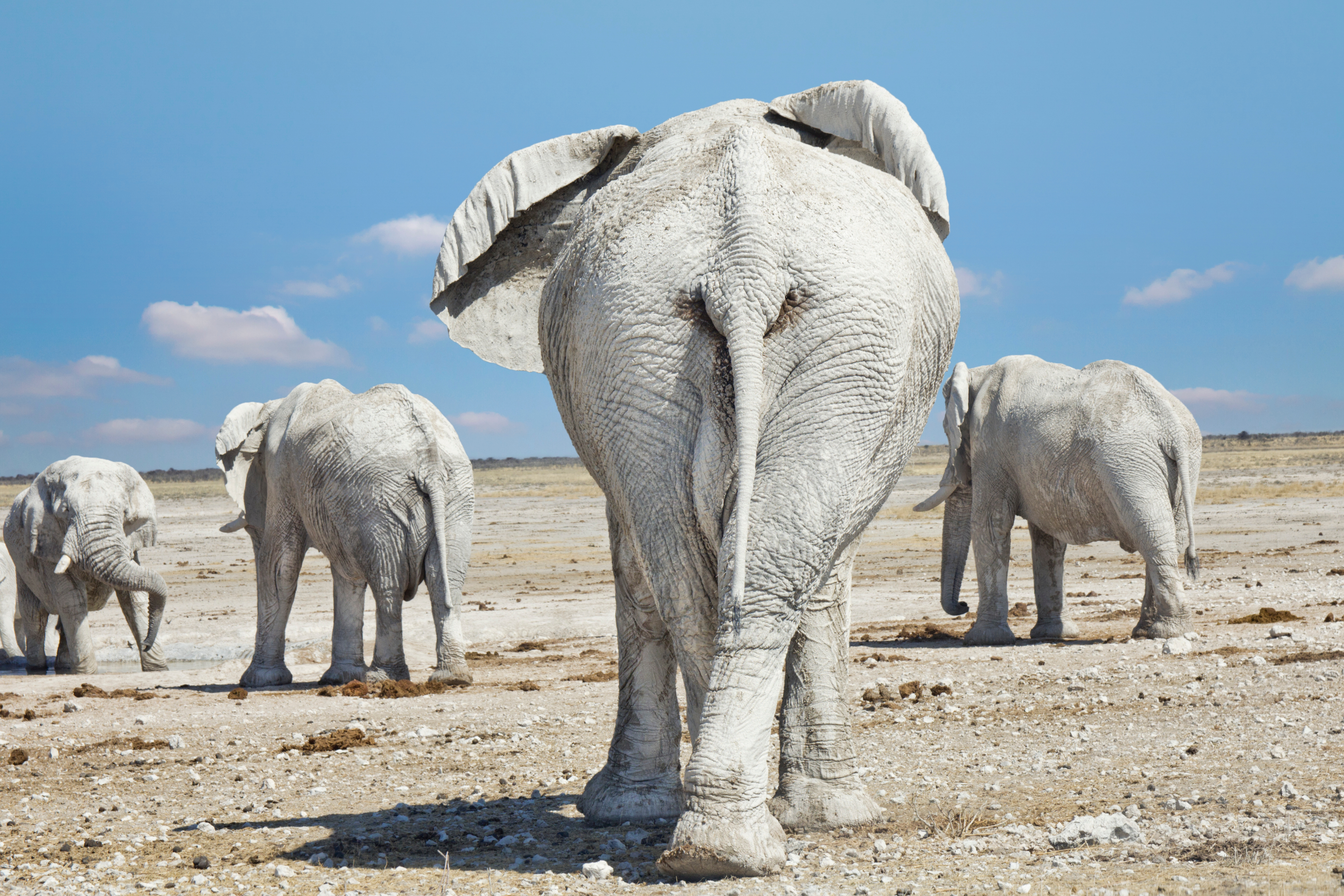 Elephants coated in pale mud walk away from the camera across the flat plain of Etosha National Park, Namibia