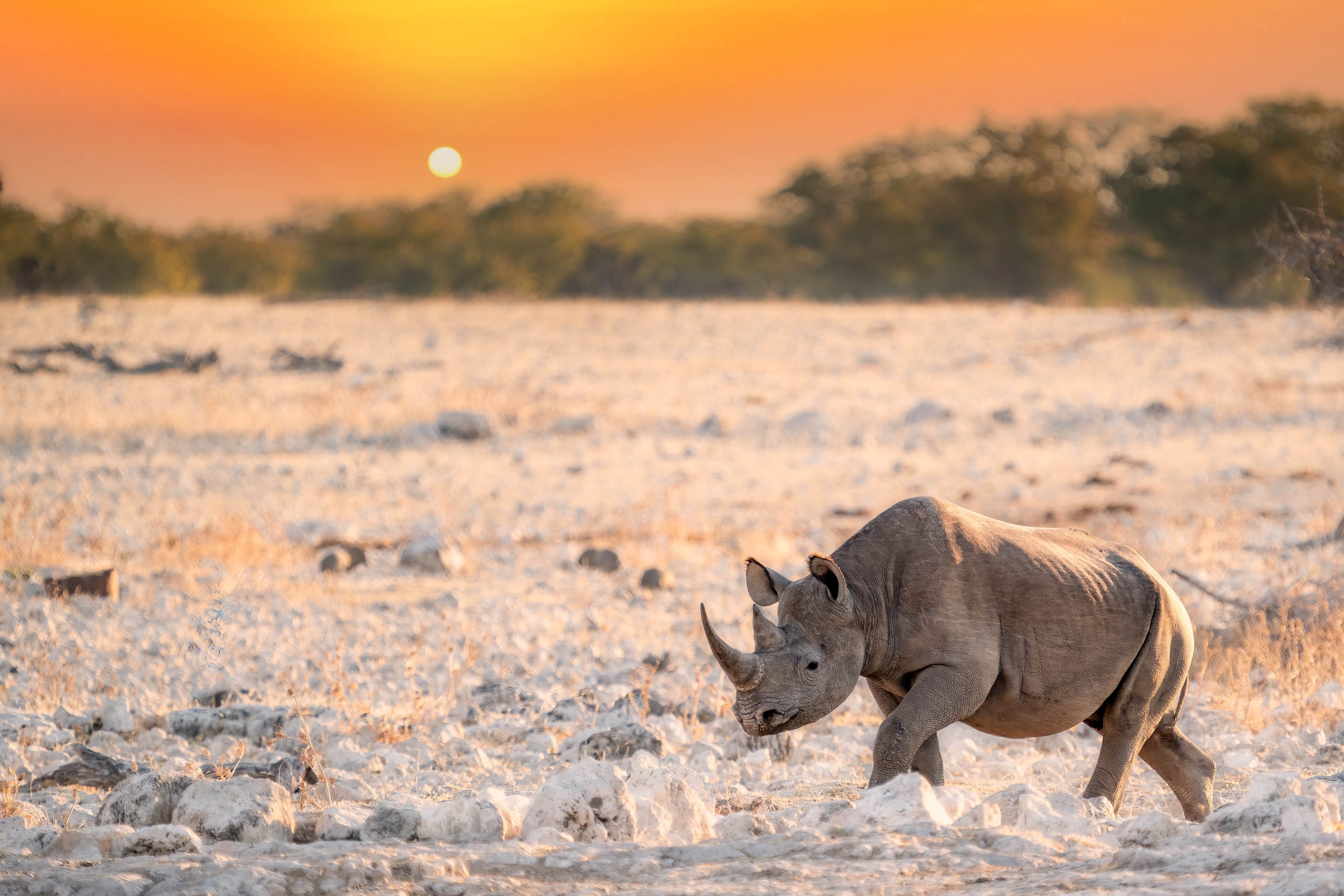 Black rhino walking across pale gravel plain near Okaukuejo waterhole in Etosha National Park at sunset