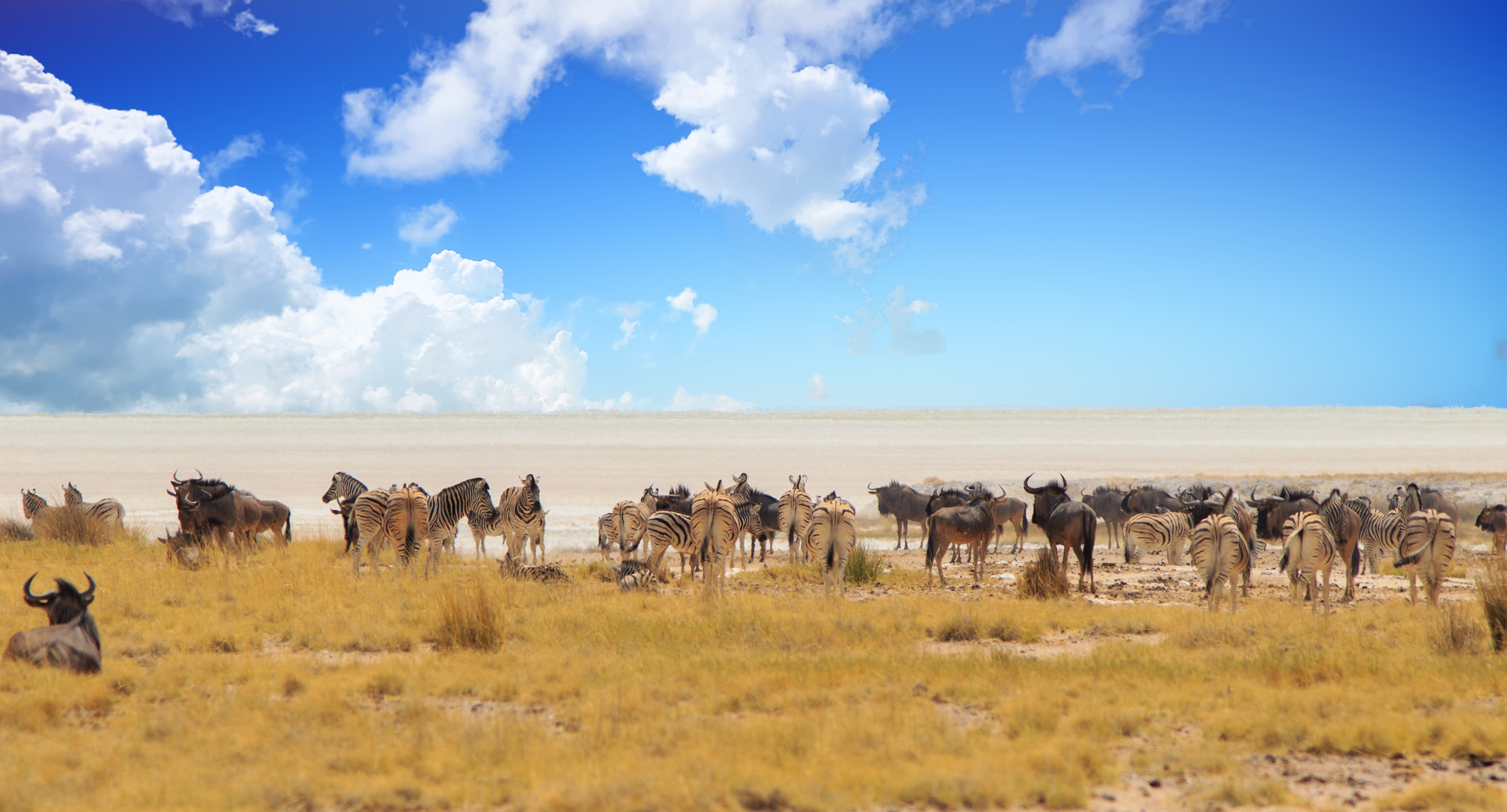 Zebras and wildebeest gather in a large mixed herd with the pale Etosha Pan stretching out behind them under a cloud-filled sky
