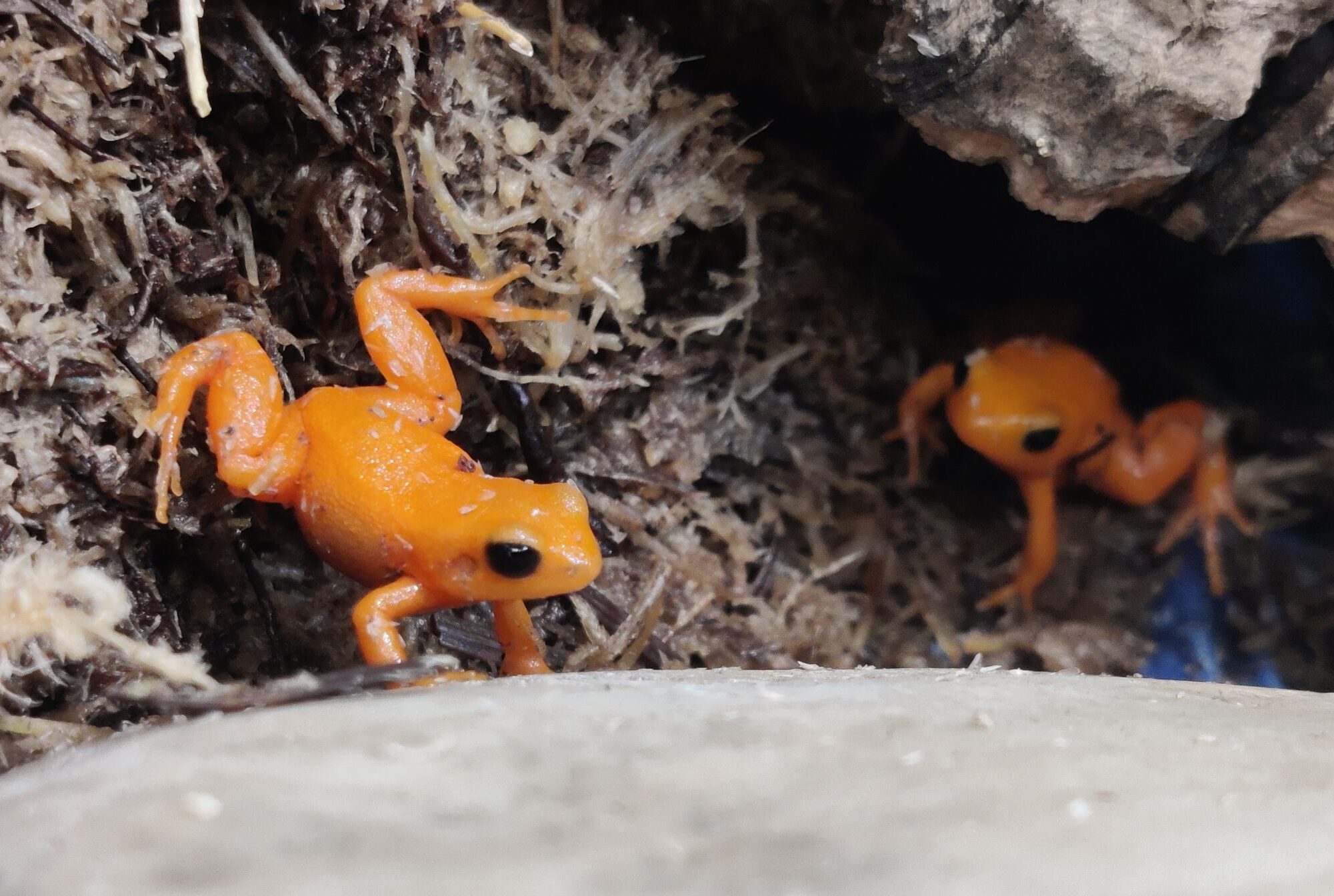 Chameleons, Frogs & the Hidden Forest