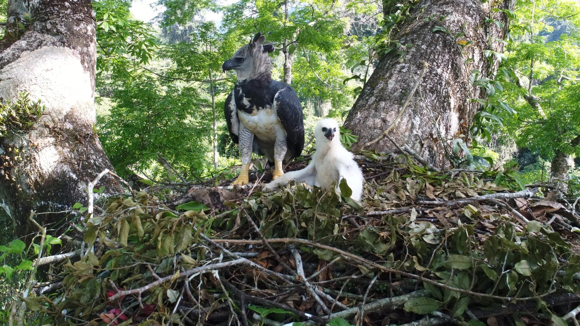 Harpy eagle adult and white chick in large nest built among cecropia tree branches in rainforest