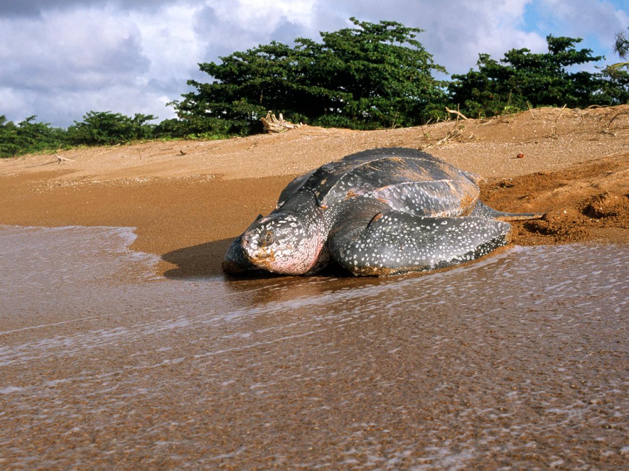 Shell Beach in Guyana