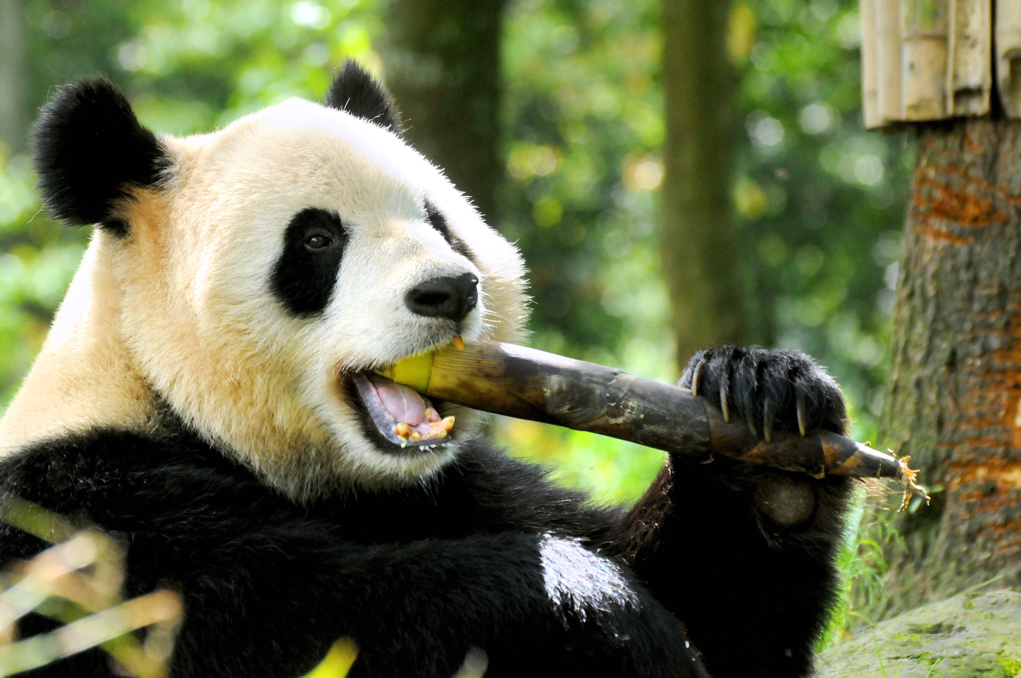 Giant panda at the Wolong reserve in Sichuan, China, holding a thick bamboo stalk in its mouth and paws