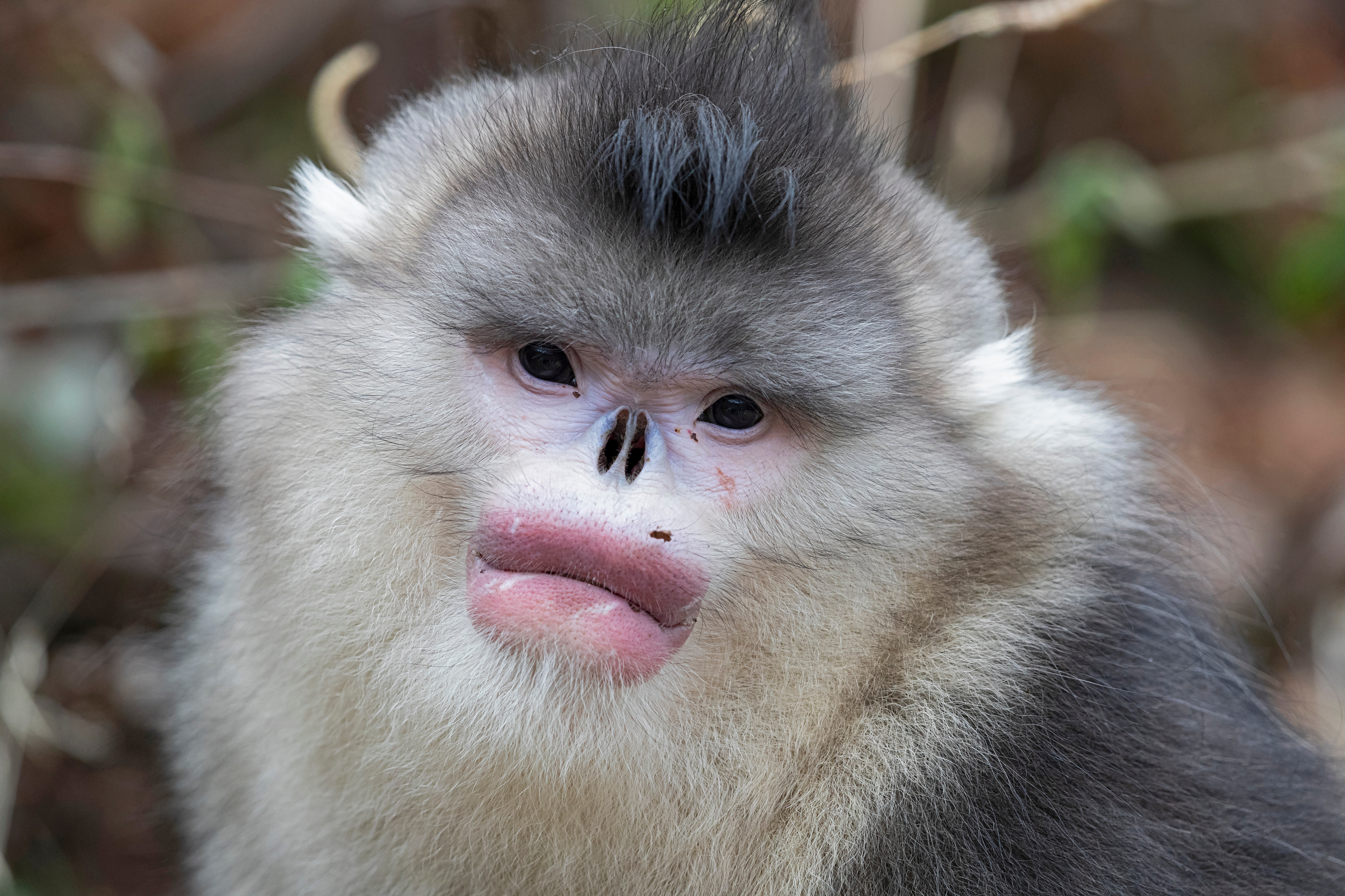 Close-up of a Yunnan snub-nosed monkey's face, showing pale blue-white skin, pink lips and grey-black fur, at a Yunnan reserve