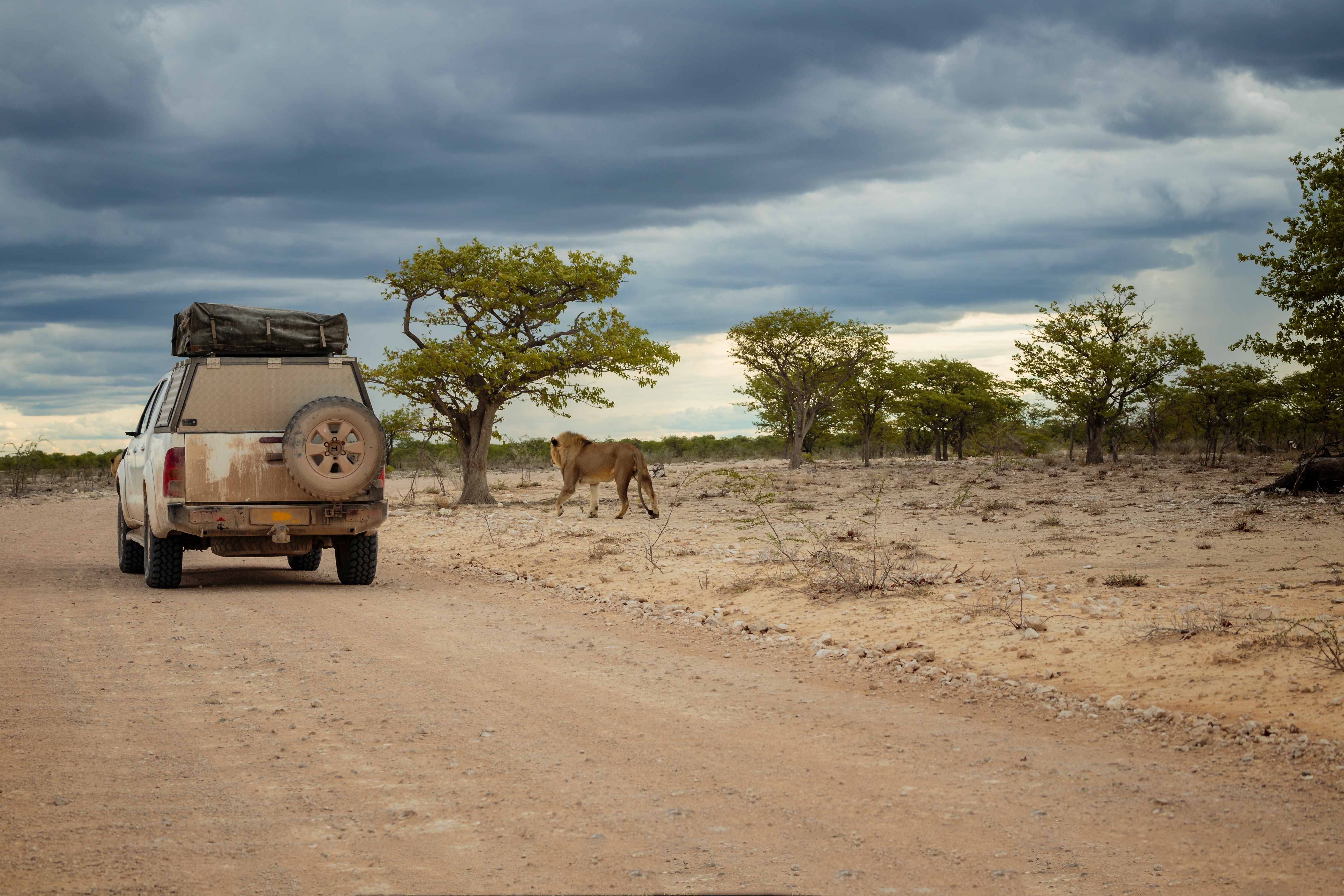 A lion walks past a safari vehicle on a dirt track in Etosha National Park, Namibia, under a heavy storm sky