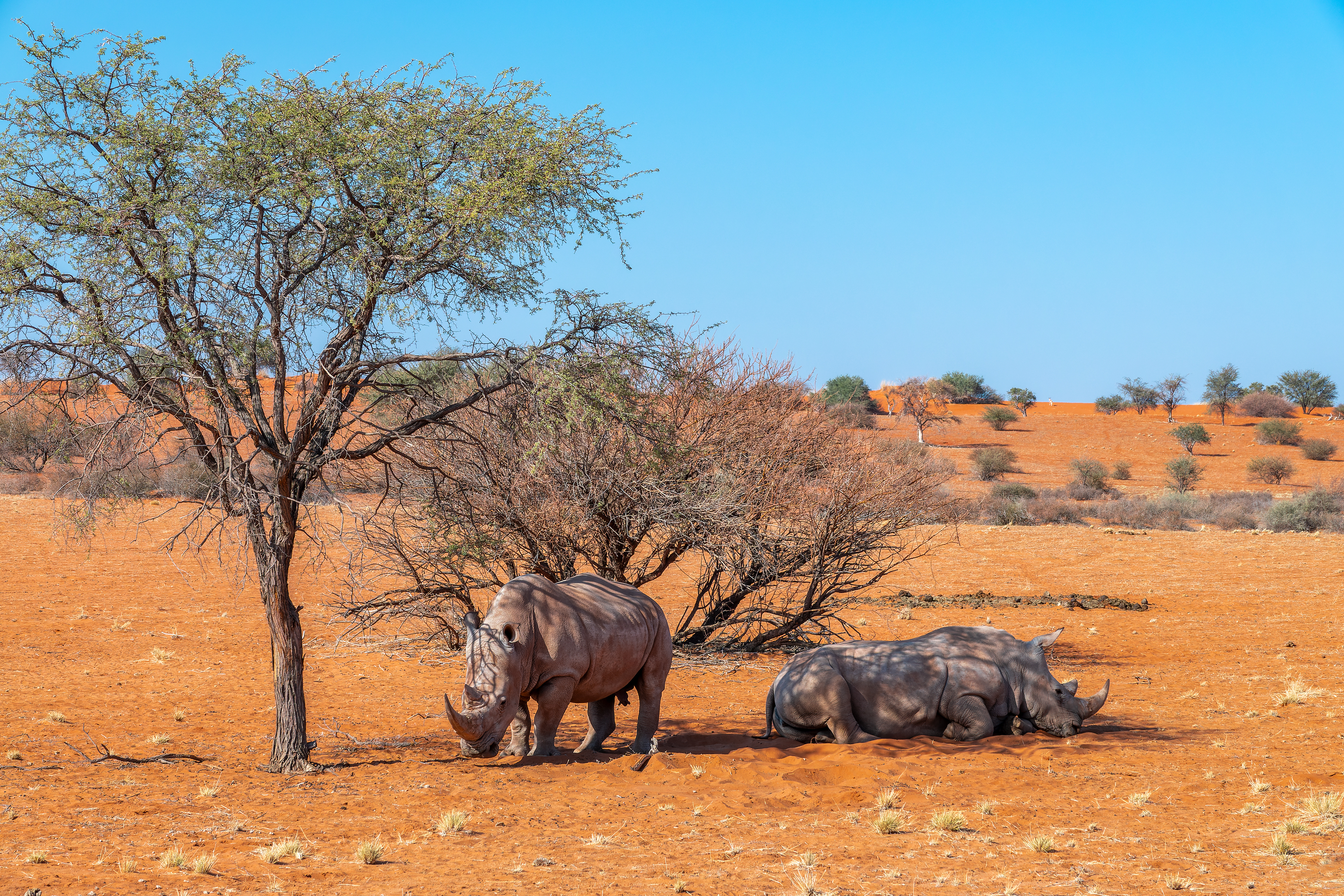 Two white rhinoceros rest and graze beneath thorn trees on red sand in the Kalahari region of Namibia