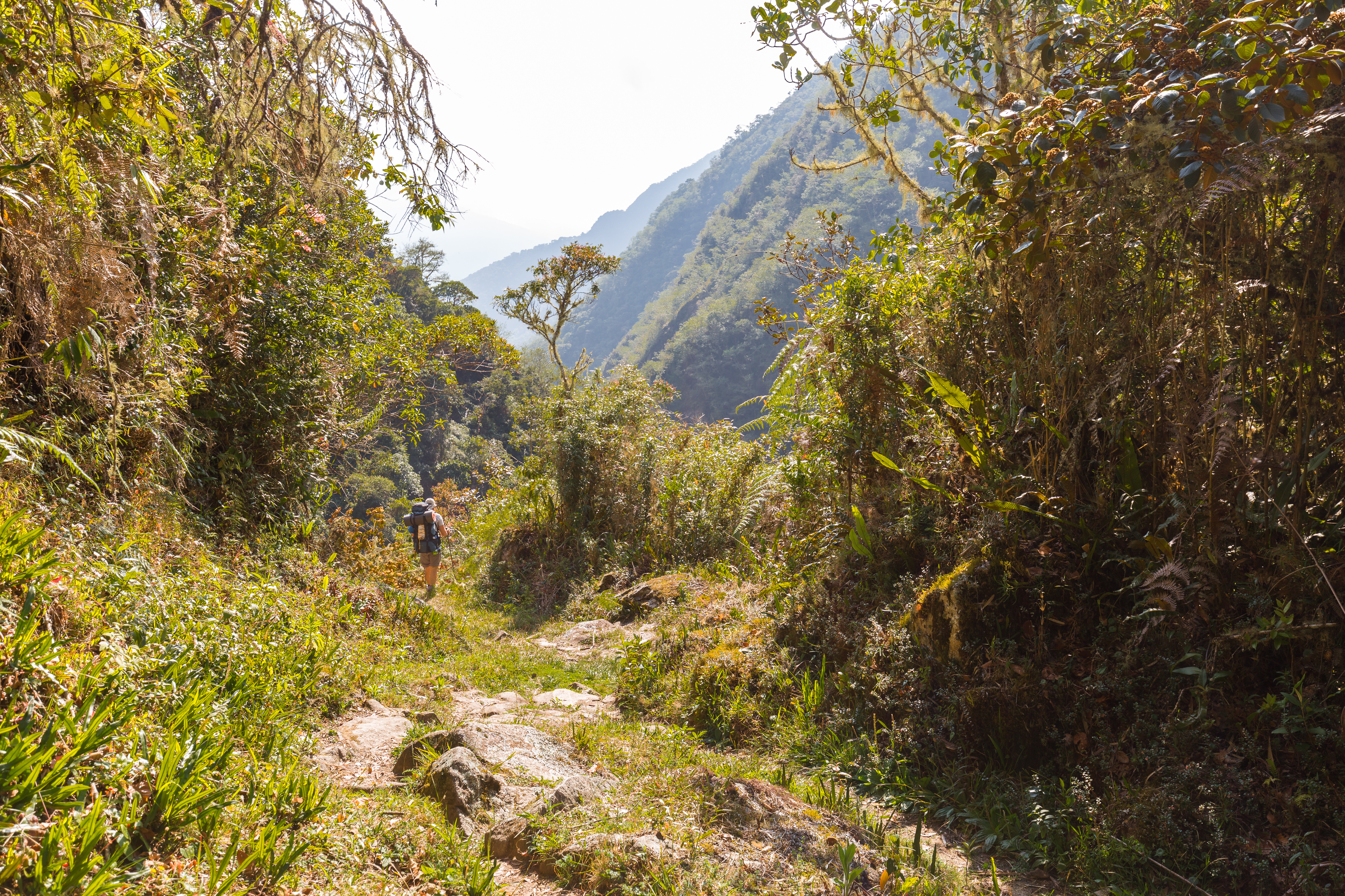 Hiker with backpack walks a narrow trail through dense cloud forest vegetation on the El Choro Trek, Bolivia, with mountain ridges beyond