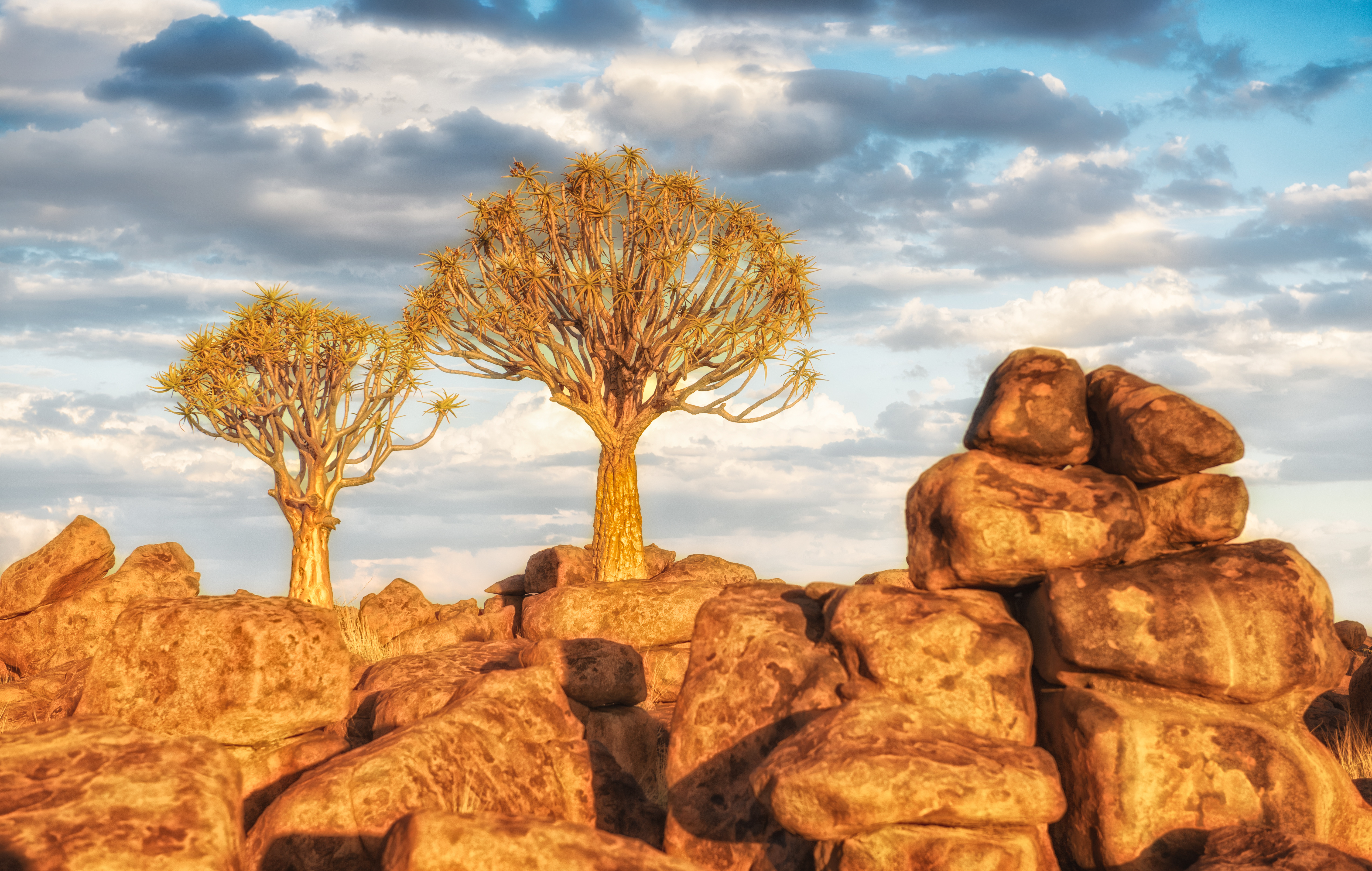Quiver trees rise above stacked dolerite boulders at Giant's Playground in Namibia, lit by late sun under a cloudy sky