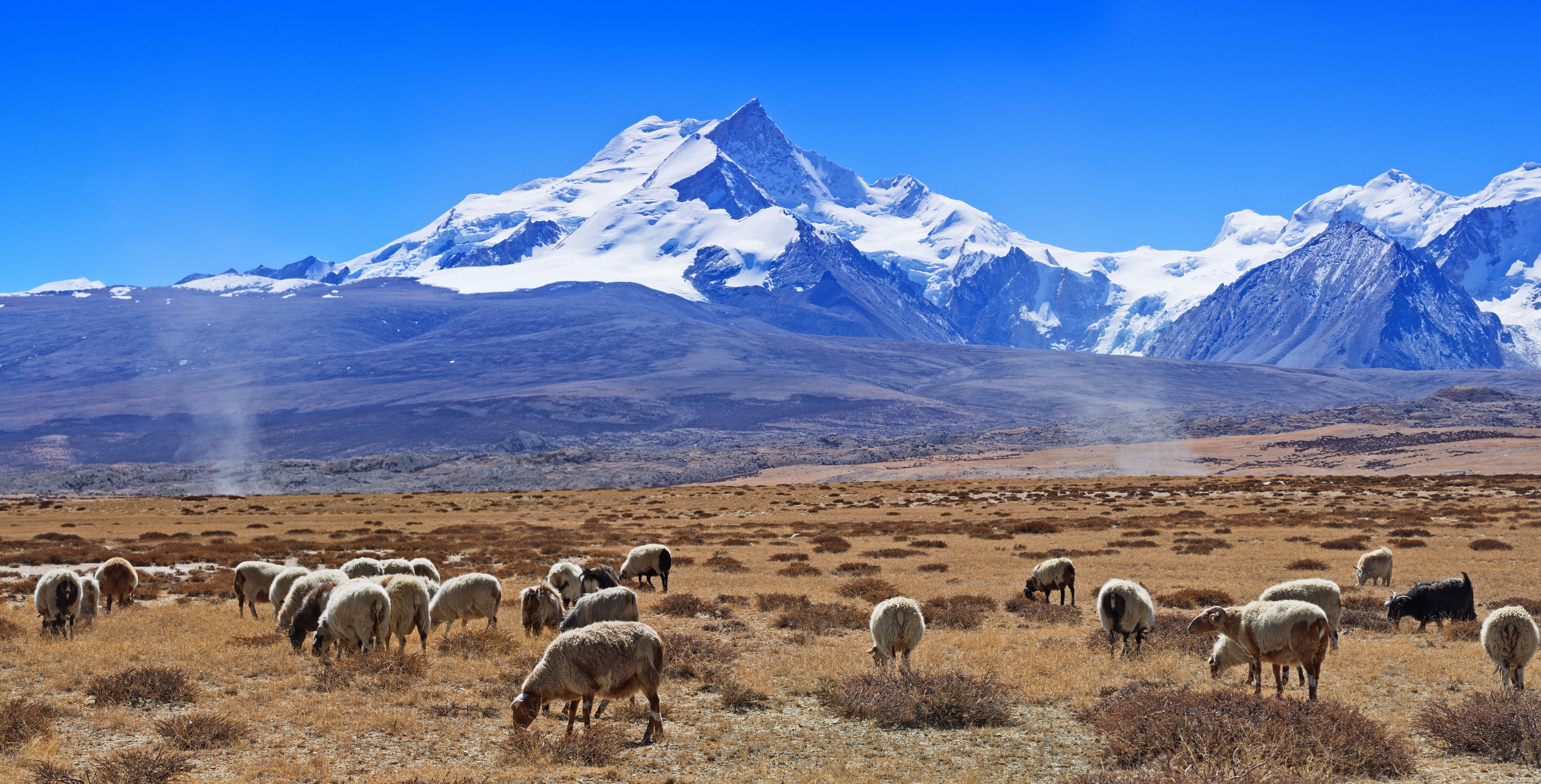 Sheep graze on a dry Tibetan plateau grassland with dust devils rising and the snow-covered peak of Shishapangma behind