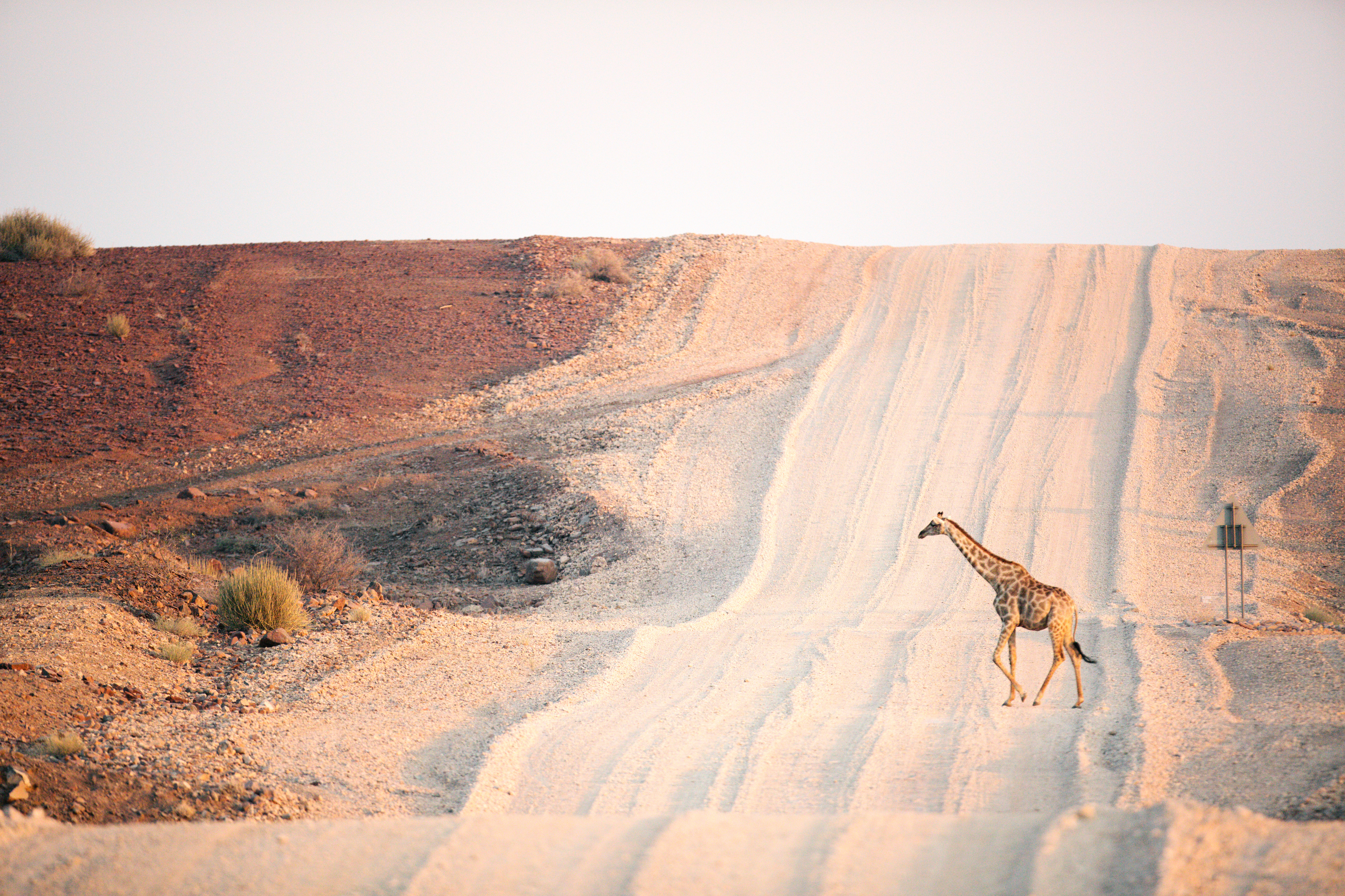 A giraffe crosses a gravel road in the Palmwag Concession, with red stony hills in the background