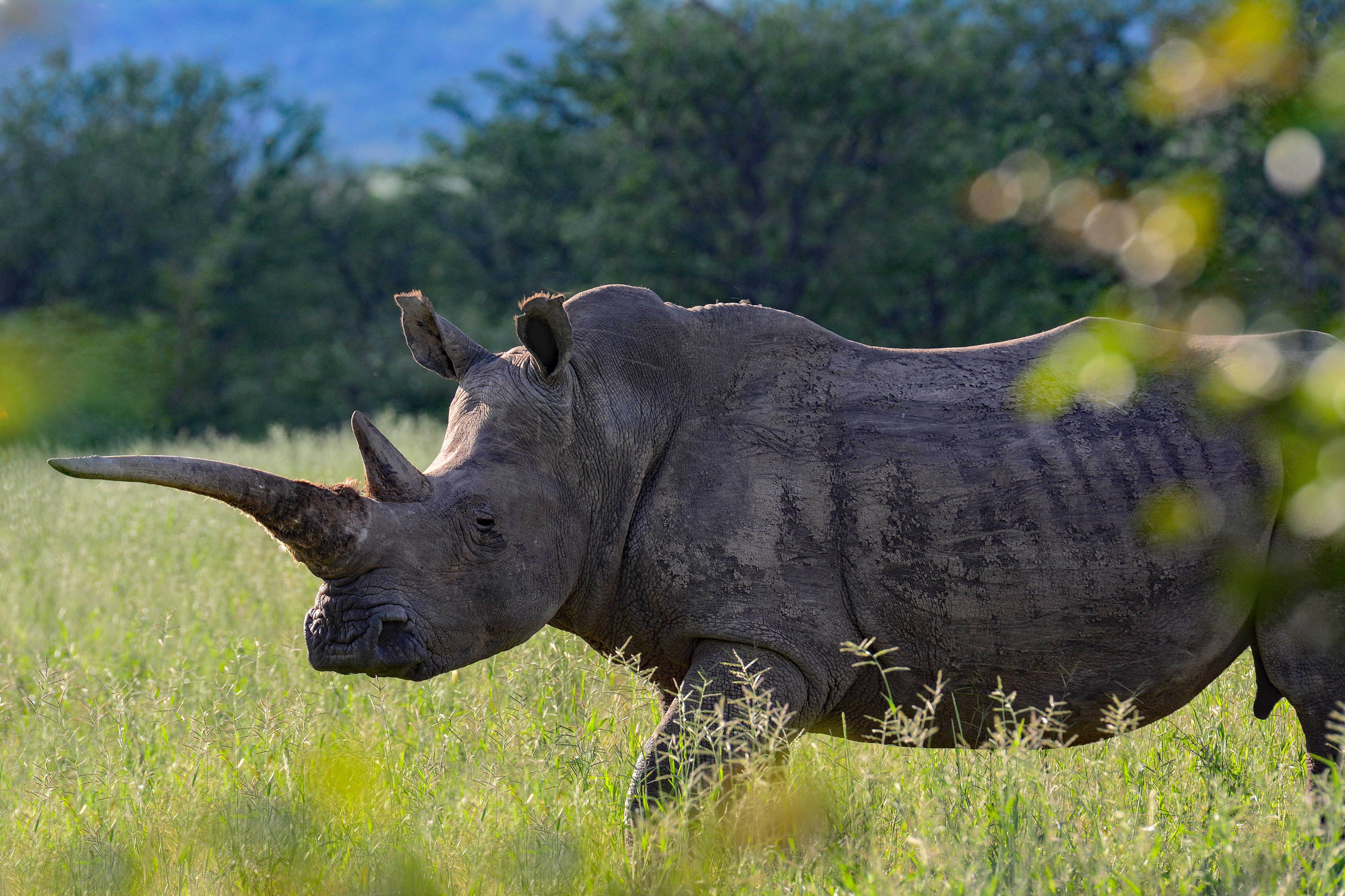 White rhinoceros with a long horn standing in tall grass, with woodland and distant hills behind, Namibia