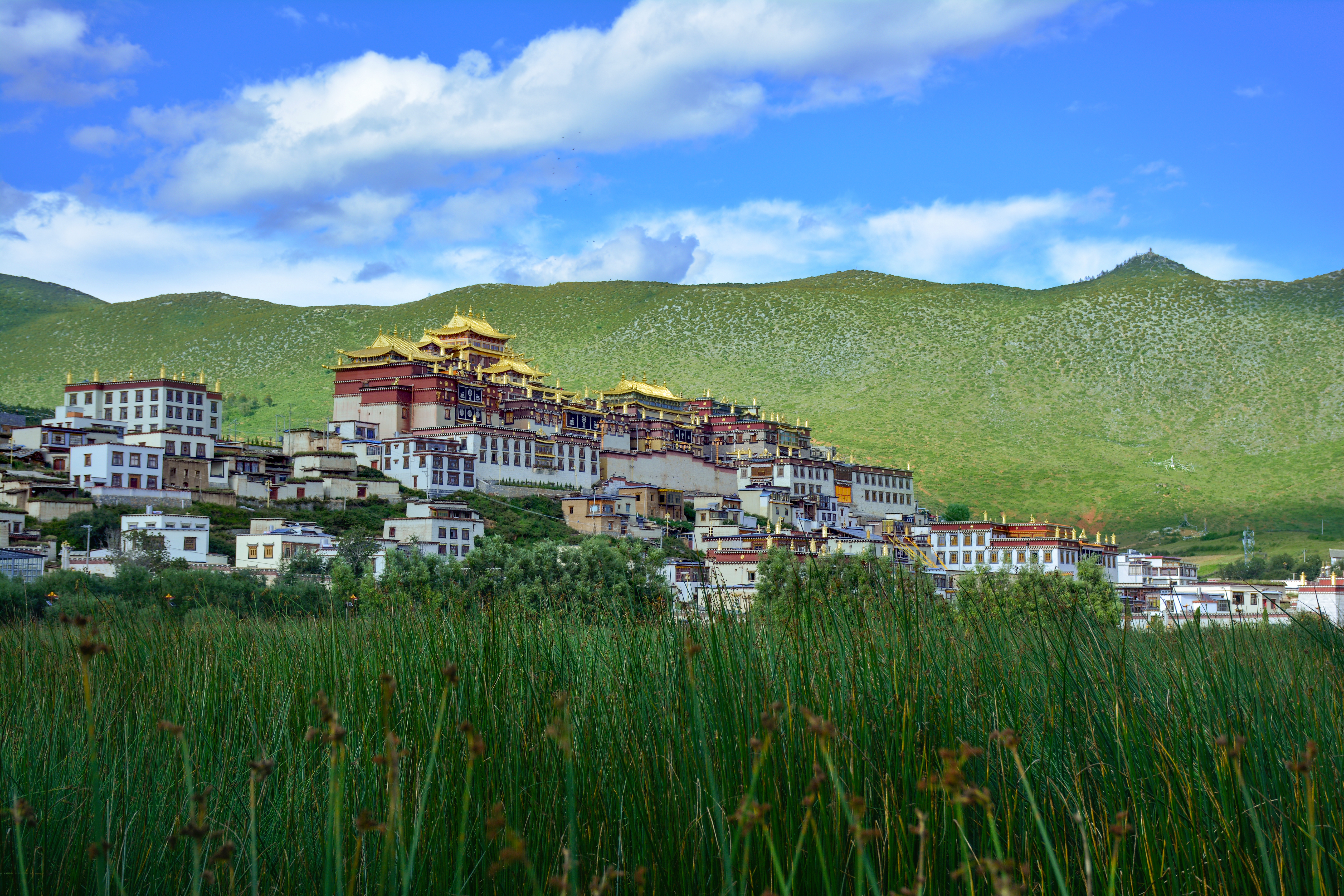 Songzanlin Monastery's gold-roofed halls and whitewashed walls rise on a hillside above green grassland near Shangri-La, Yunnan
