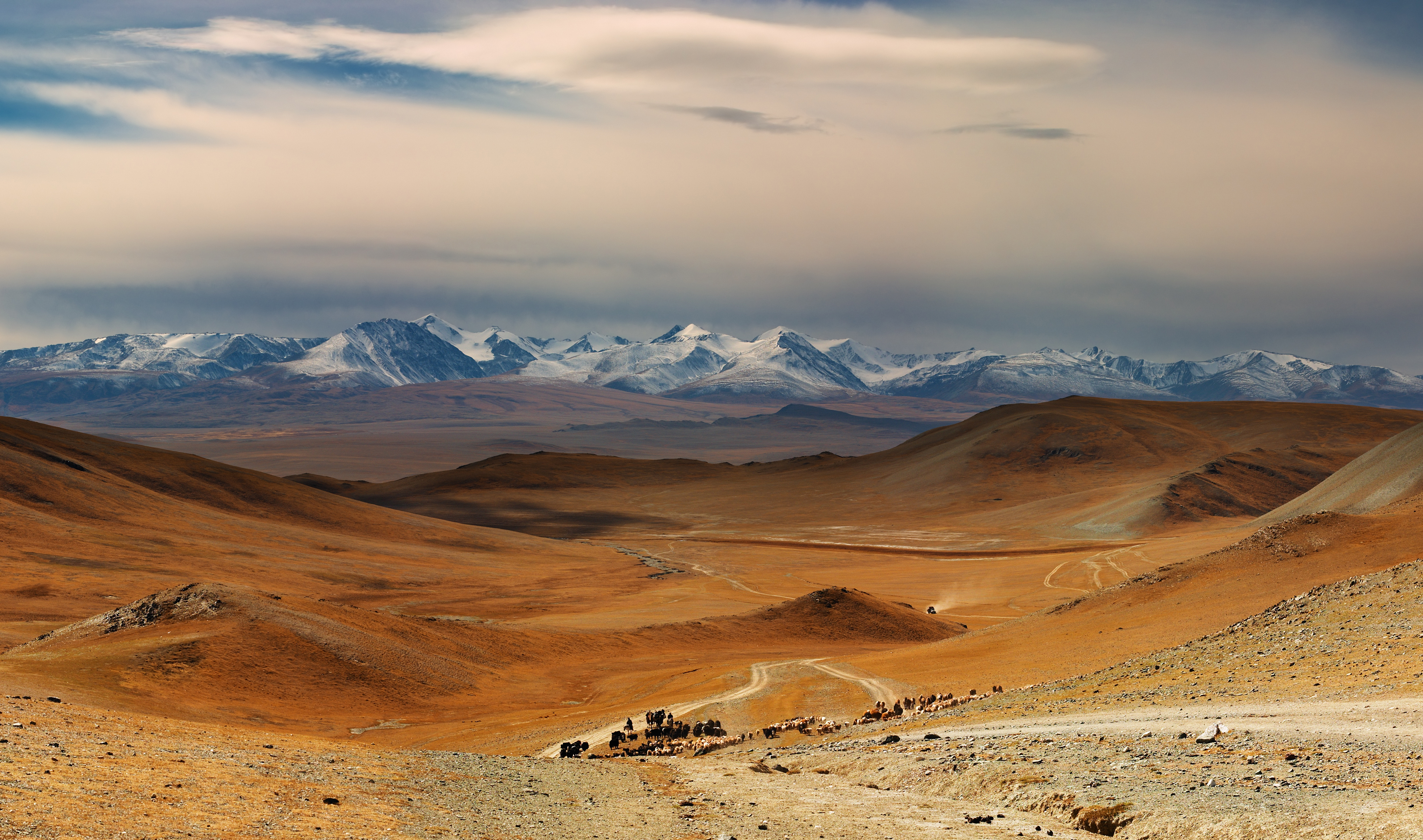 Herders drive a line of livestock along a dirt track through an orange steppe valley in western Mongolia, with snow-capped mountains behind