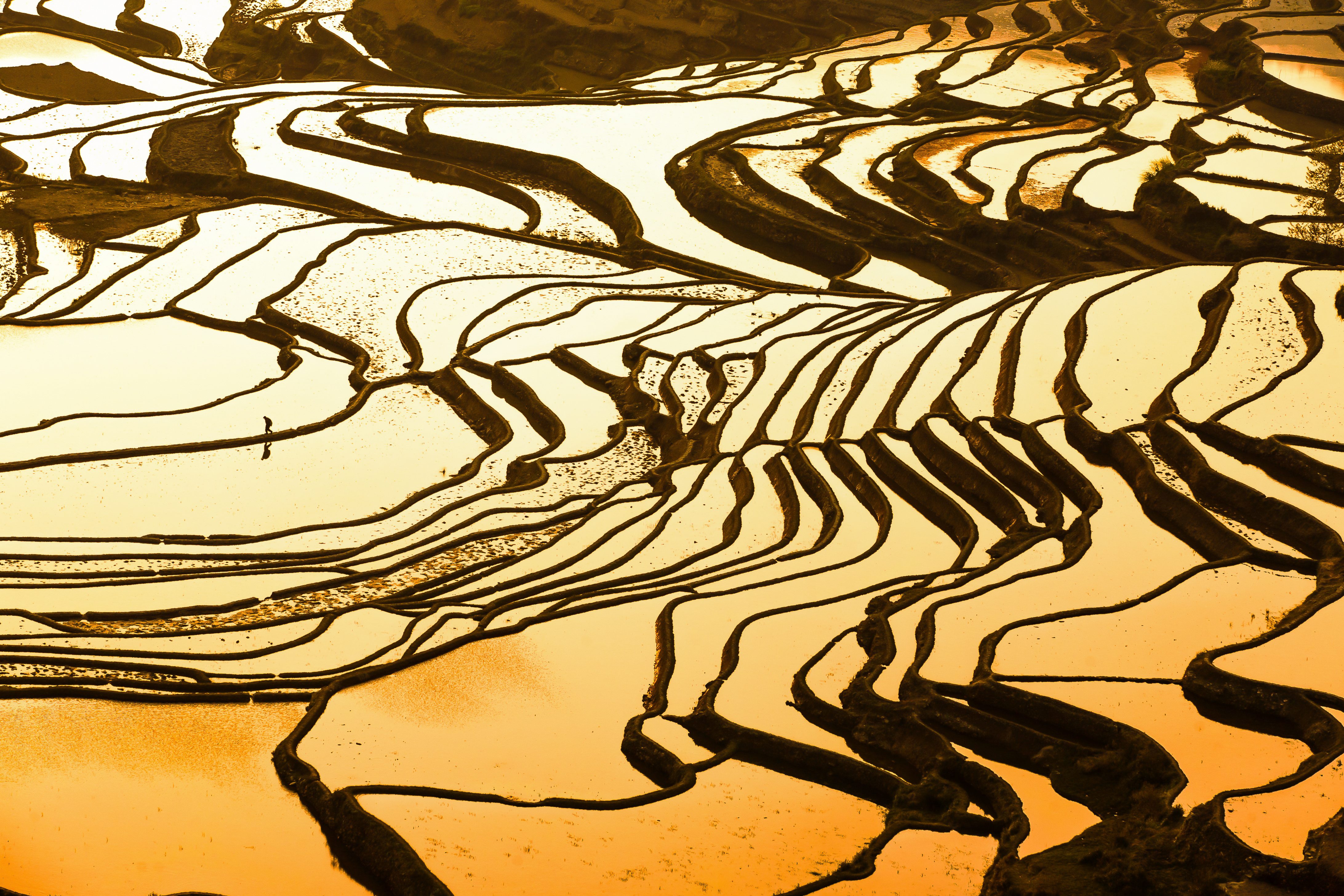 Golden sunrise light on flooded rice terraces at Duoyishu in Yuanyang, with a lone farmer walking across the water-filled paddies