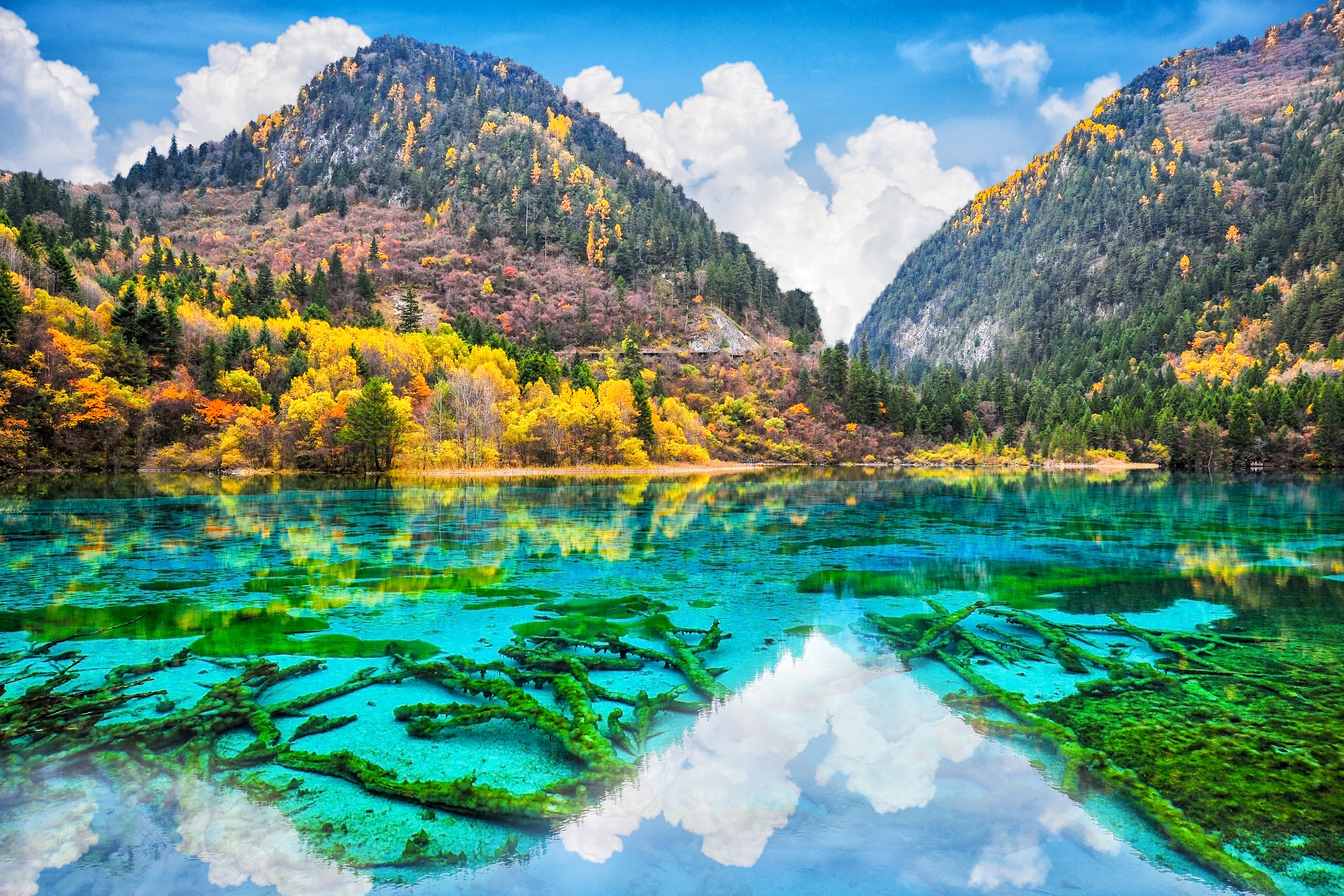 Fallen tree branches encrusted with algae rest in the turquoise waters of Five Flower Lake, backed by autumn forest in Jiuzhaigou Valley, Sichuan
