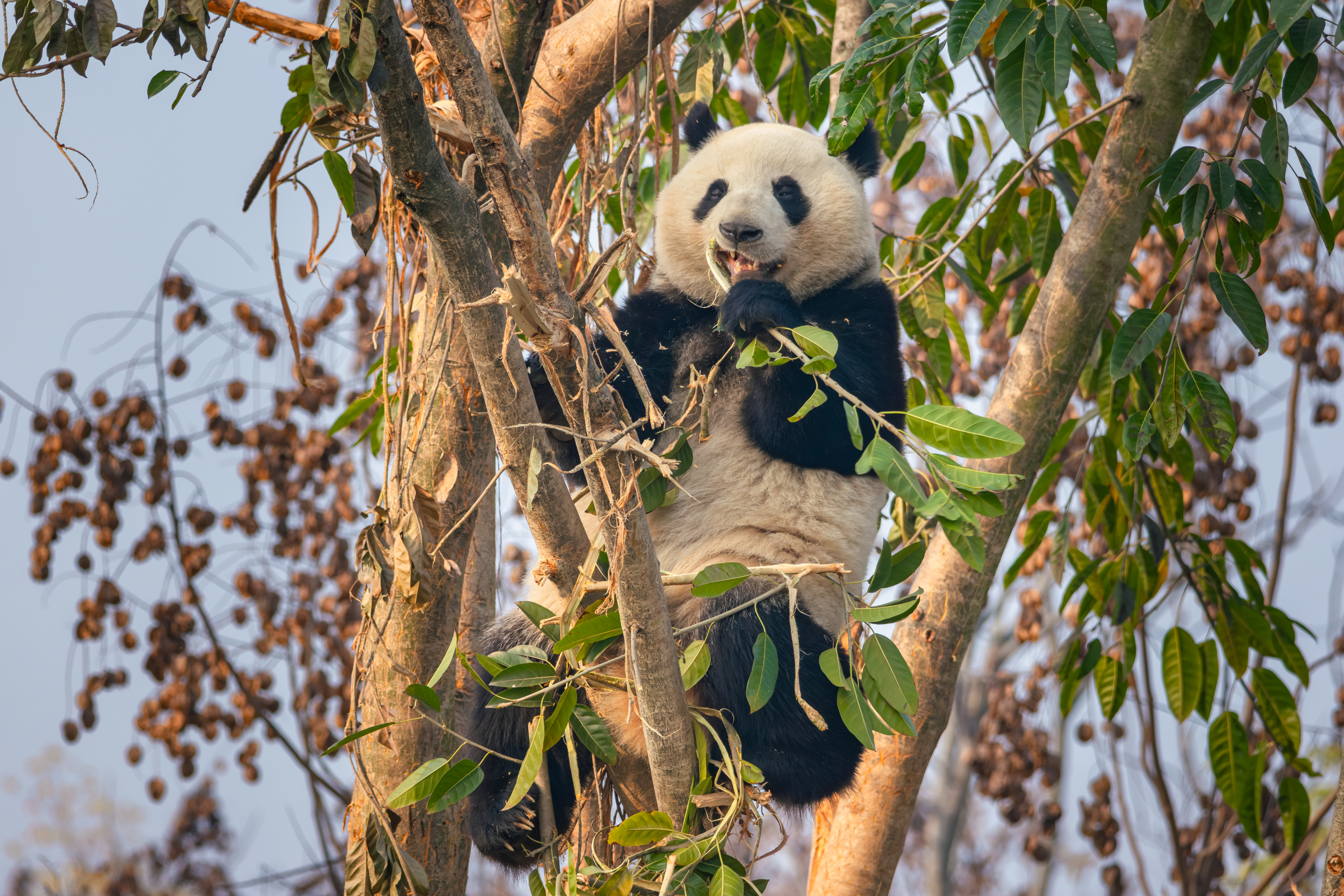 Giant panda perched in a tree in Sichuan, China, chewing on a leafy branch with dry seed pods hanging nearby