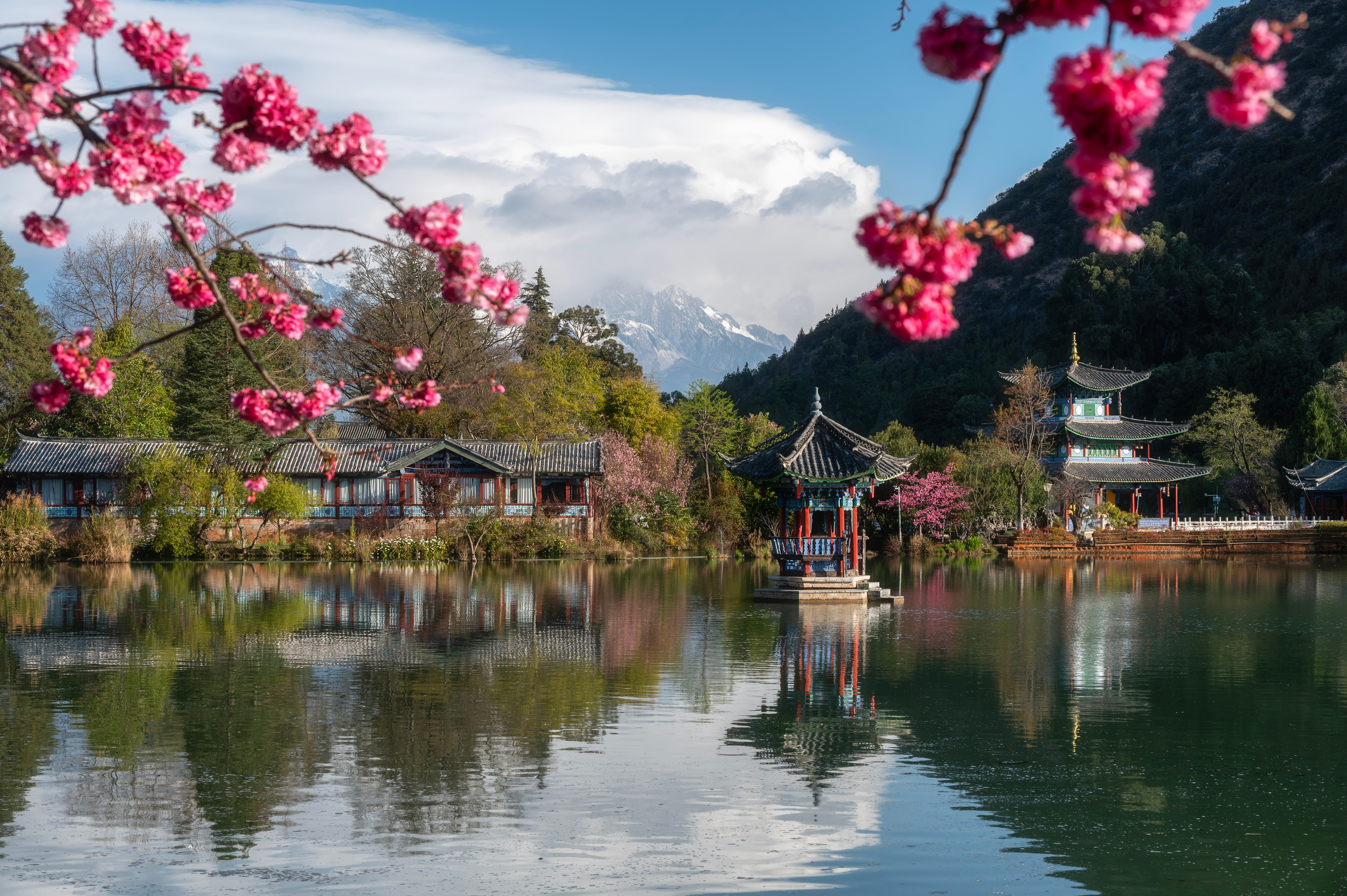 Cherry blossoms frame a red pavilion on Black Dragon Pool in Lijiang, with snow-capped Yulong Snow Mountain rising behind through clouds