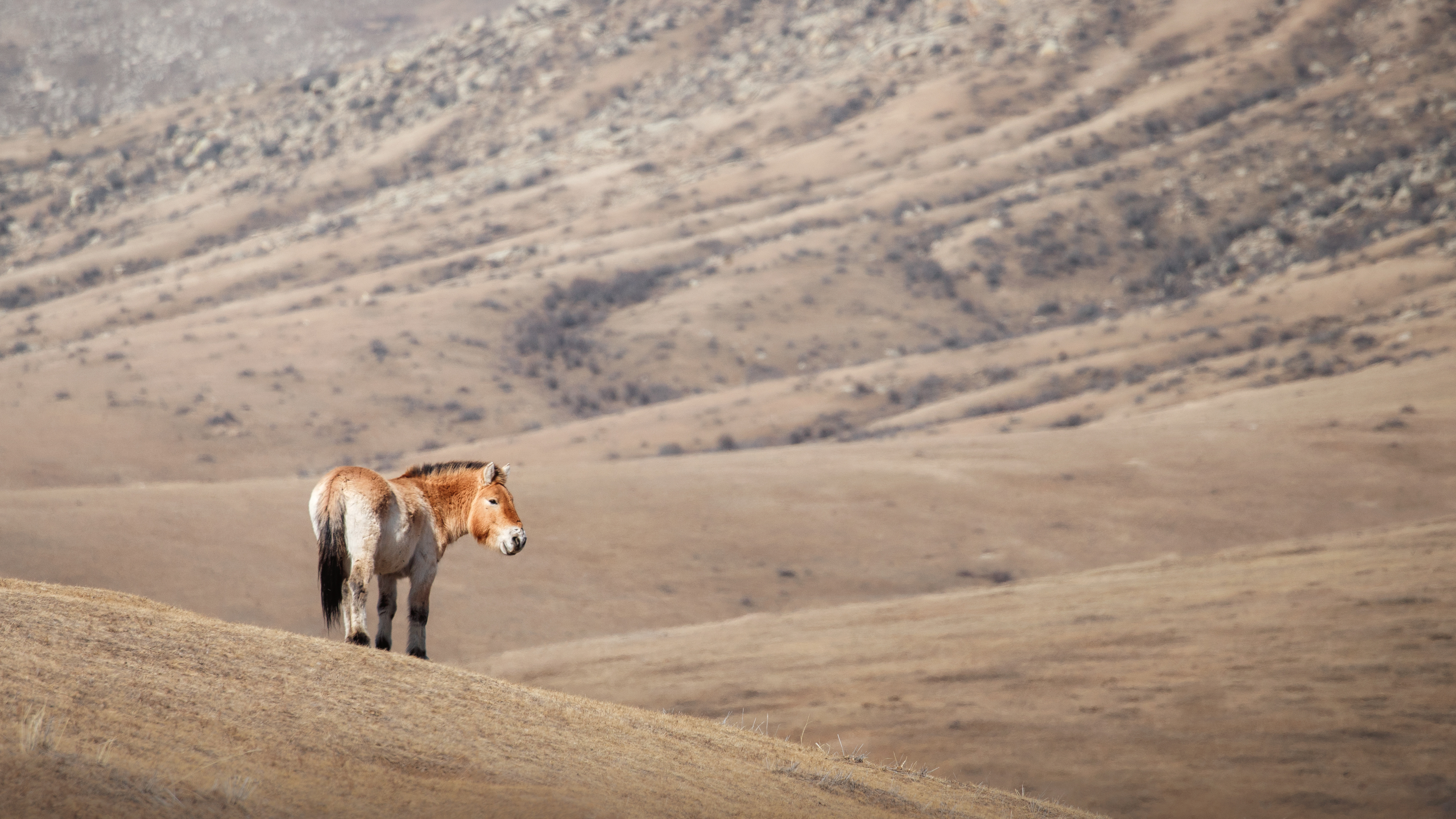 A Przewalski's horse stands on a dry grassy ridge, looking out over rolling hills in Hustai National Park, Mongolia