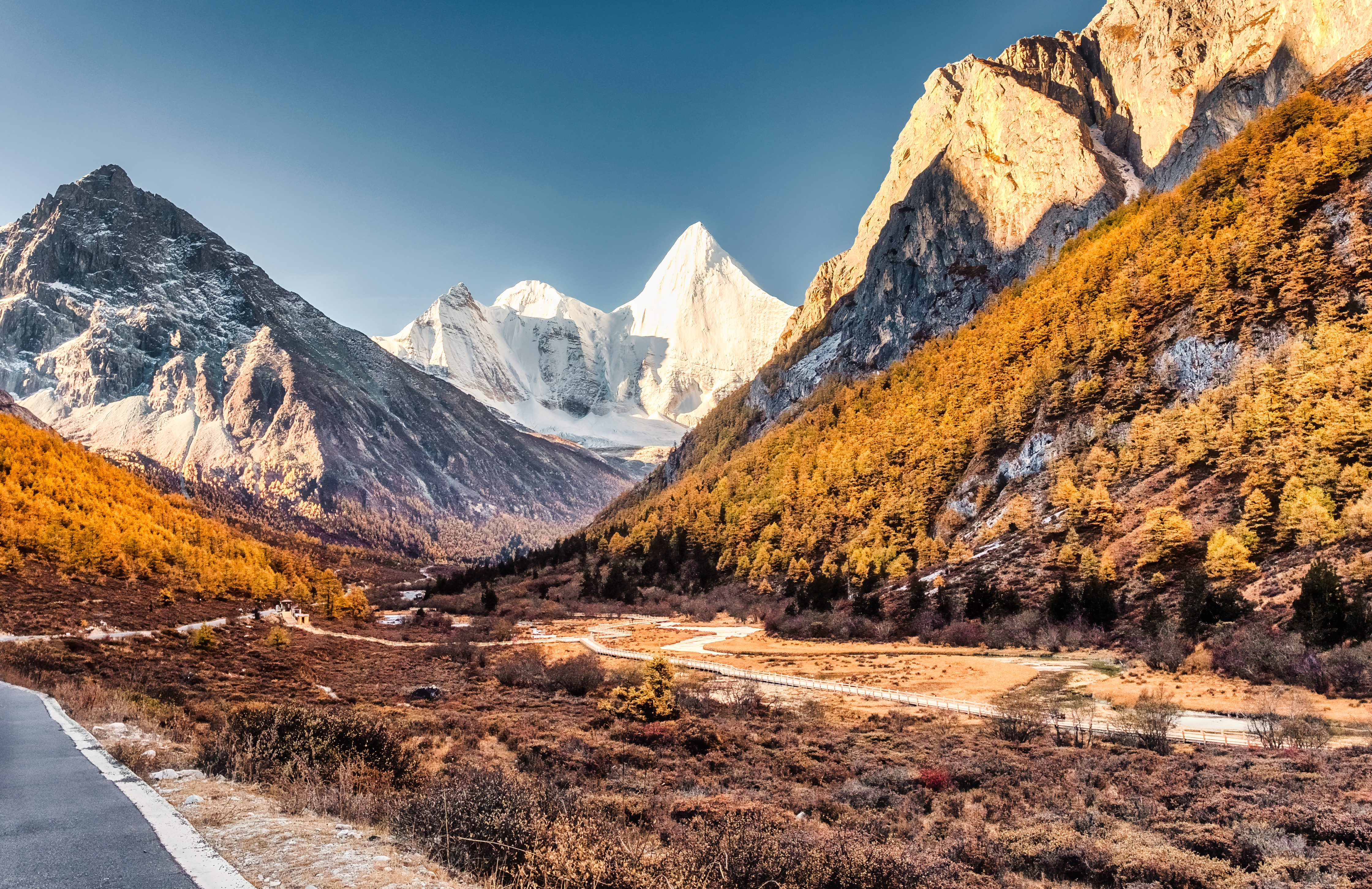 Snow capped peak at Yading nature reserve rises above a valley of golden autumn forest with a wooden boardwalk winding through it